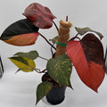 Philodendron Orange Princess Galaxy Variegated