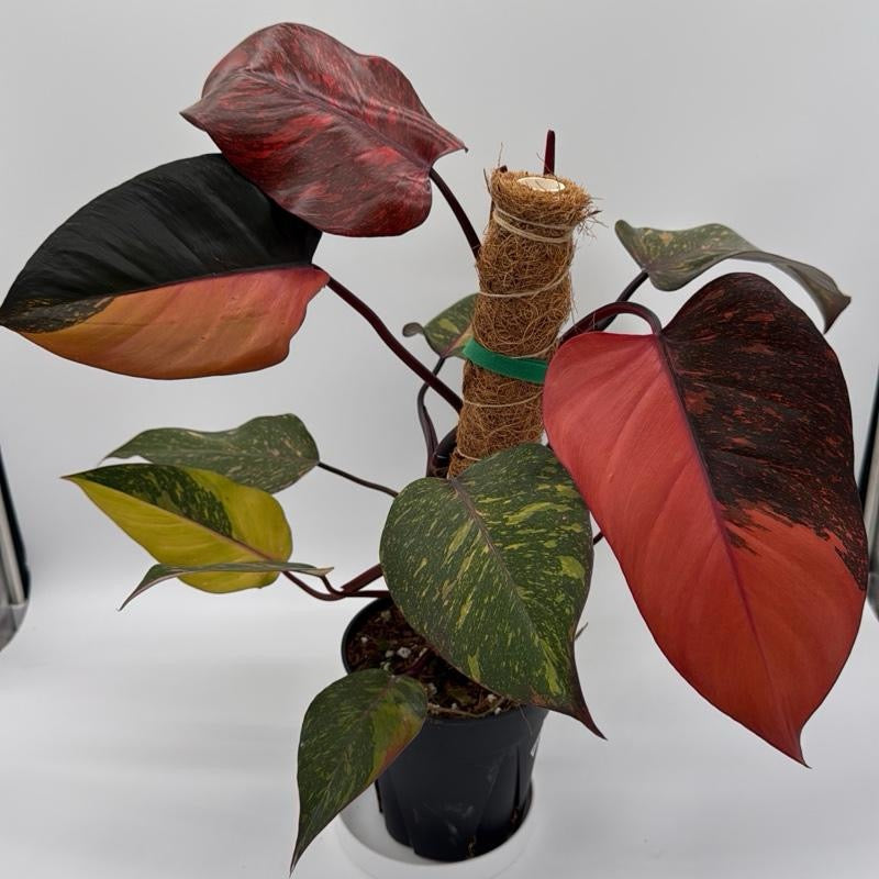 Philodendron Orange Princess Galaxy Variegated