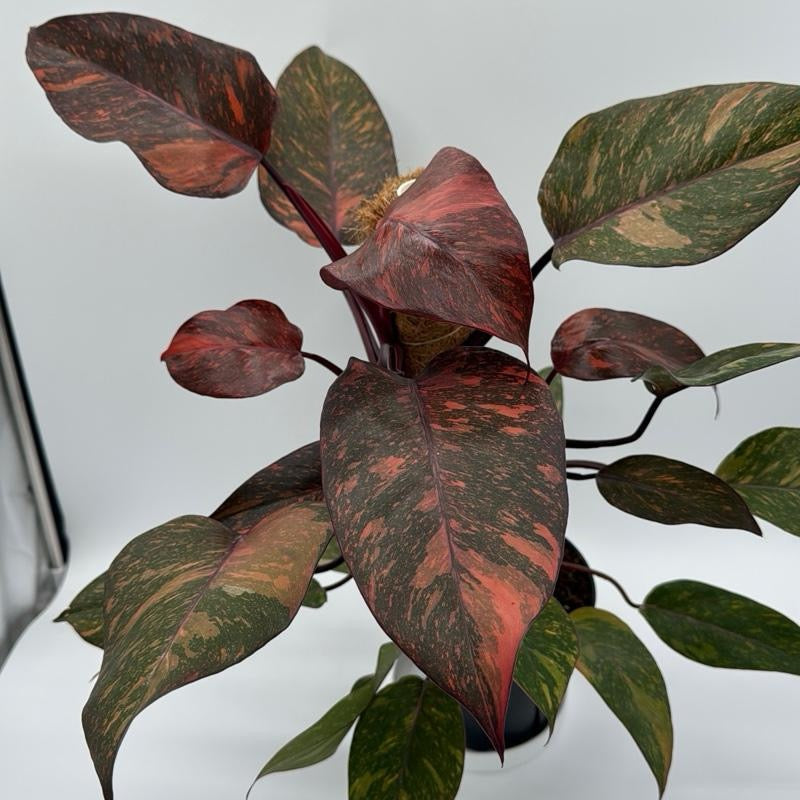 Philodendron Orange Princess Galaxy Variegated