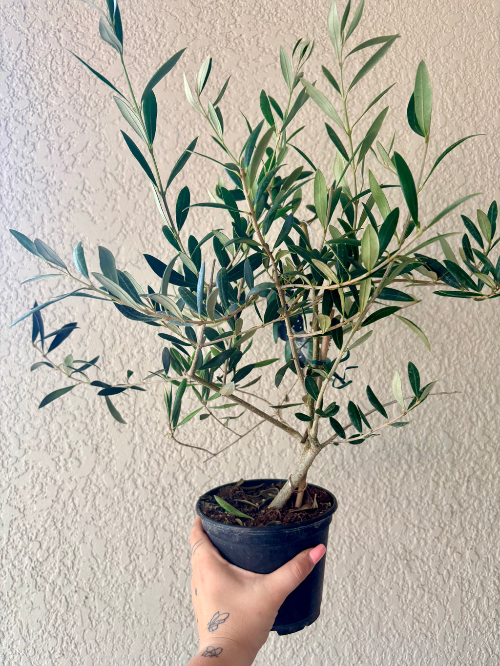 Olive Tree 6"