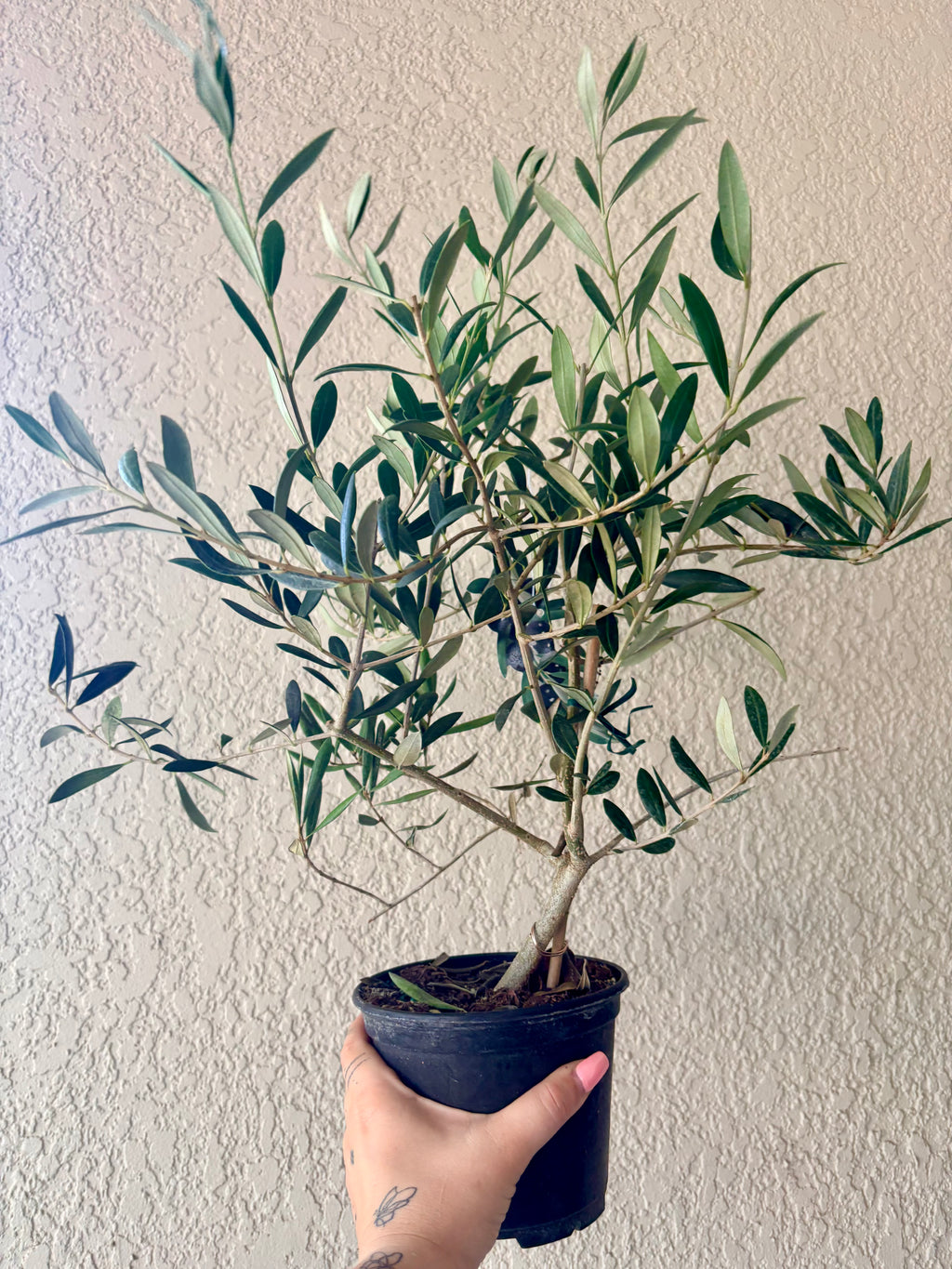 Olive Tree 6"