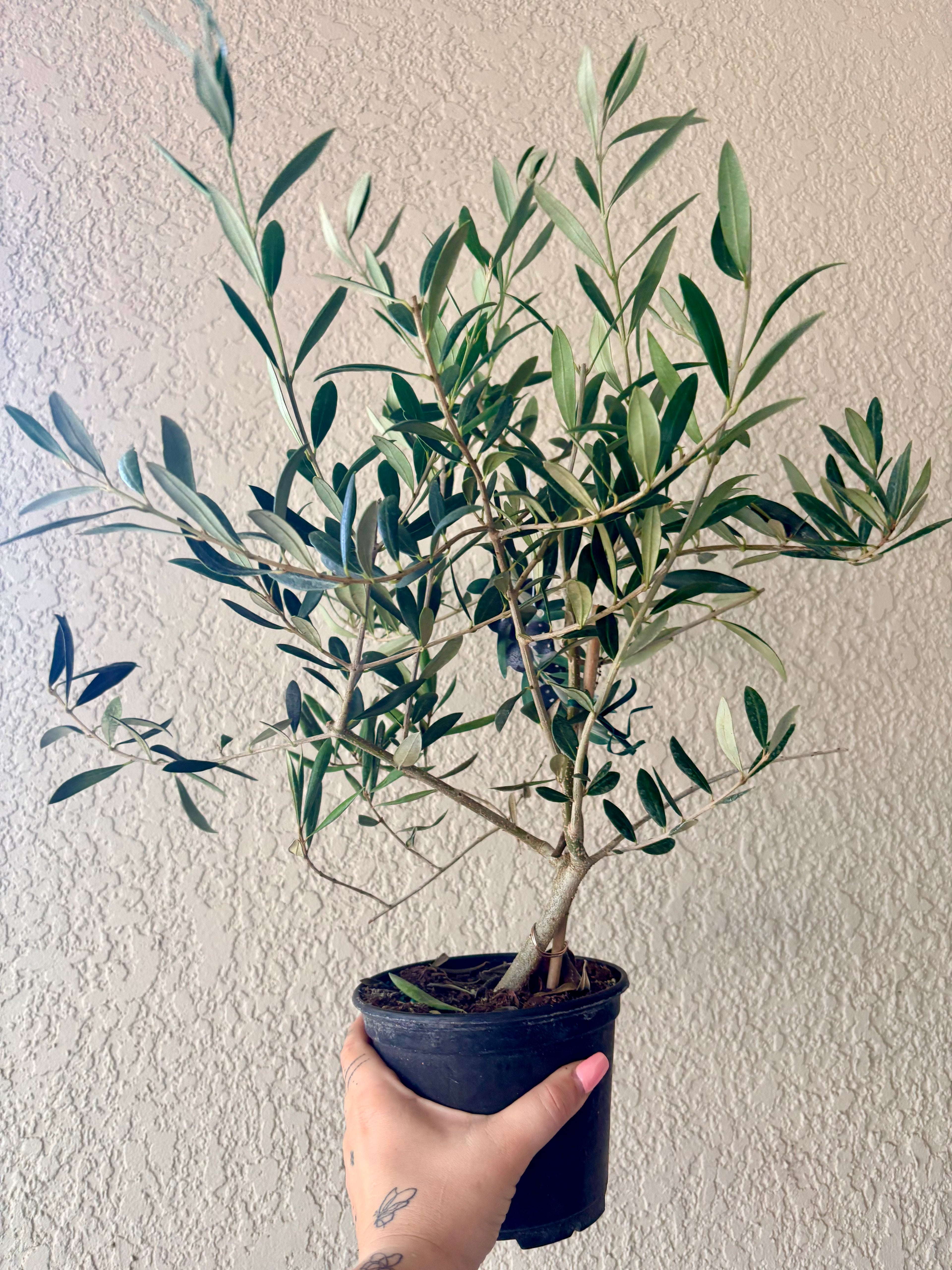 Olive Tree 6"