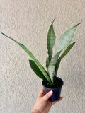 Snake Plant 'Moonshine' 4"