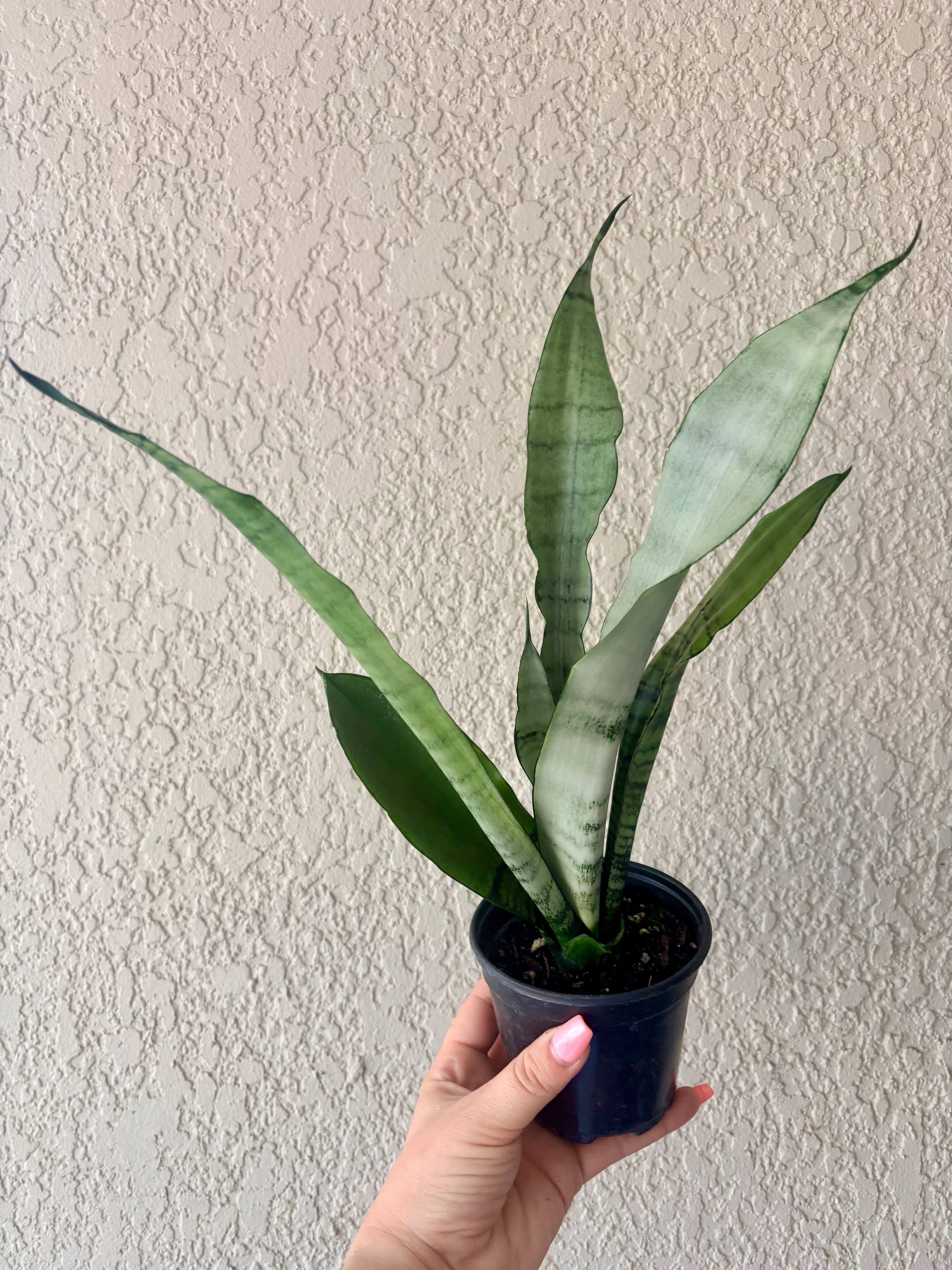 Snake Plant 'Moonshine' 4"
