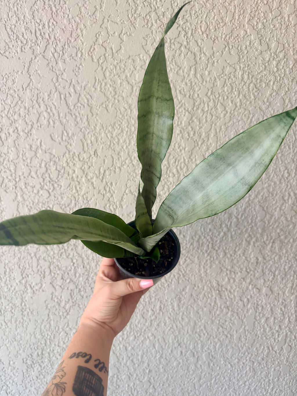 Snake Plant 'Moonshine' 4"
