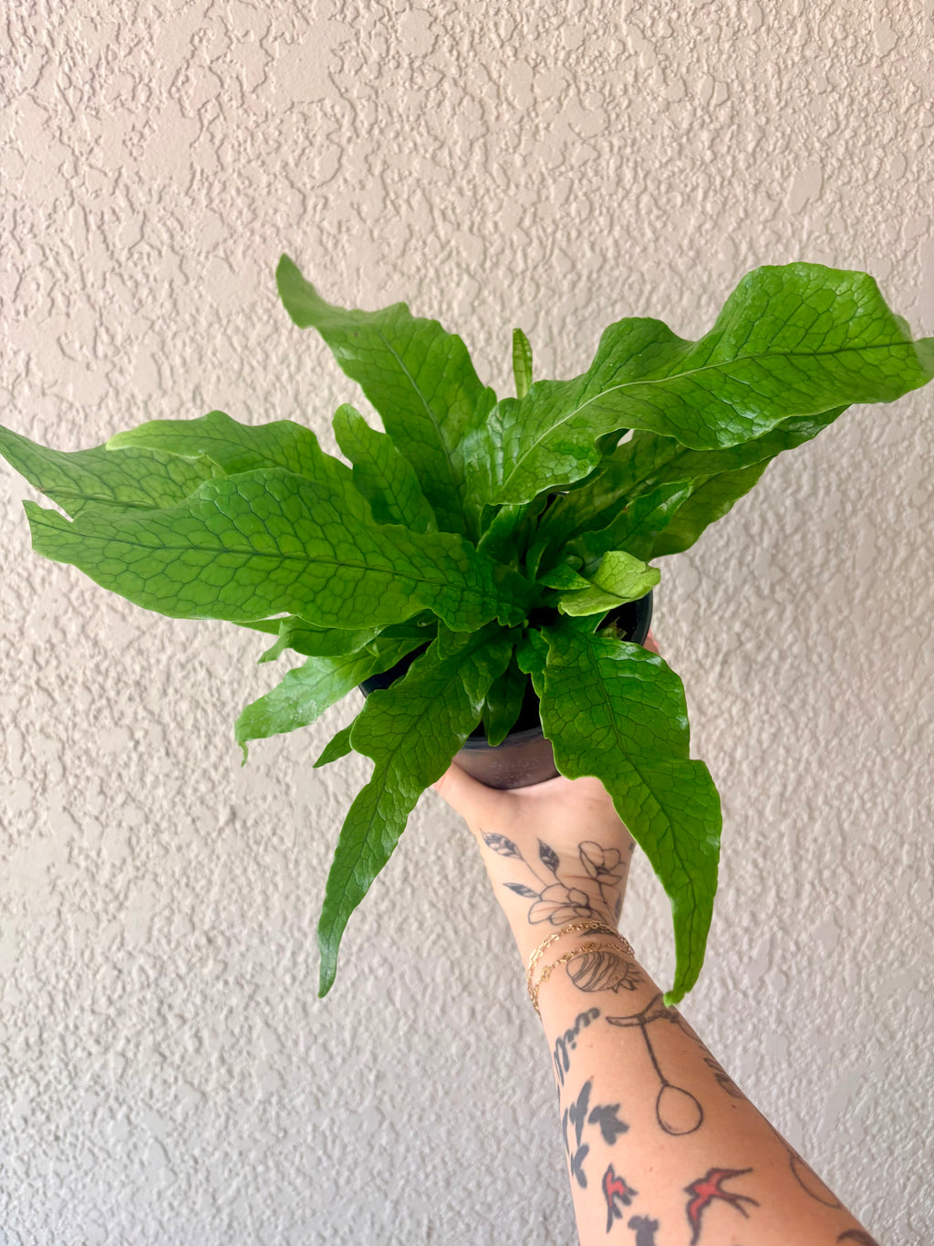Crocodile Fern 6"
