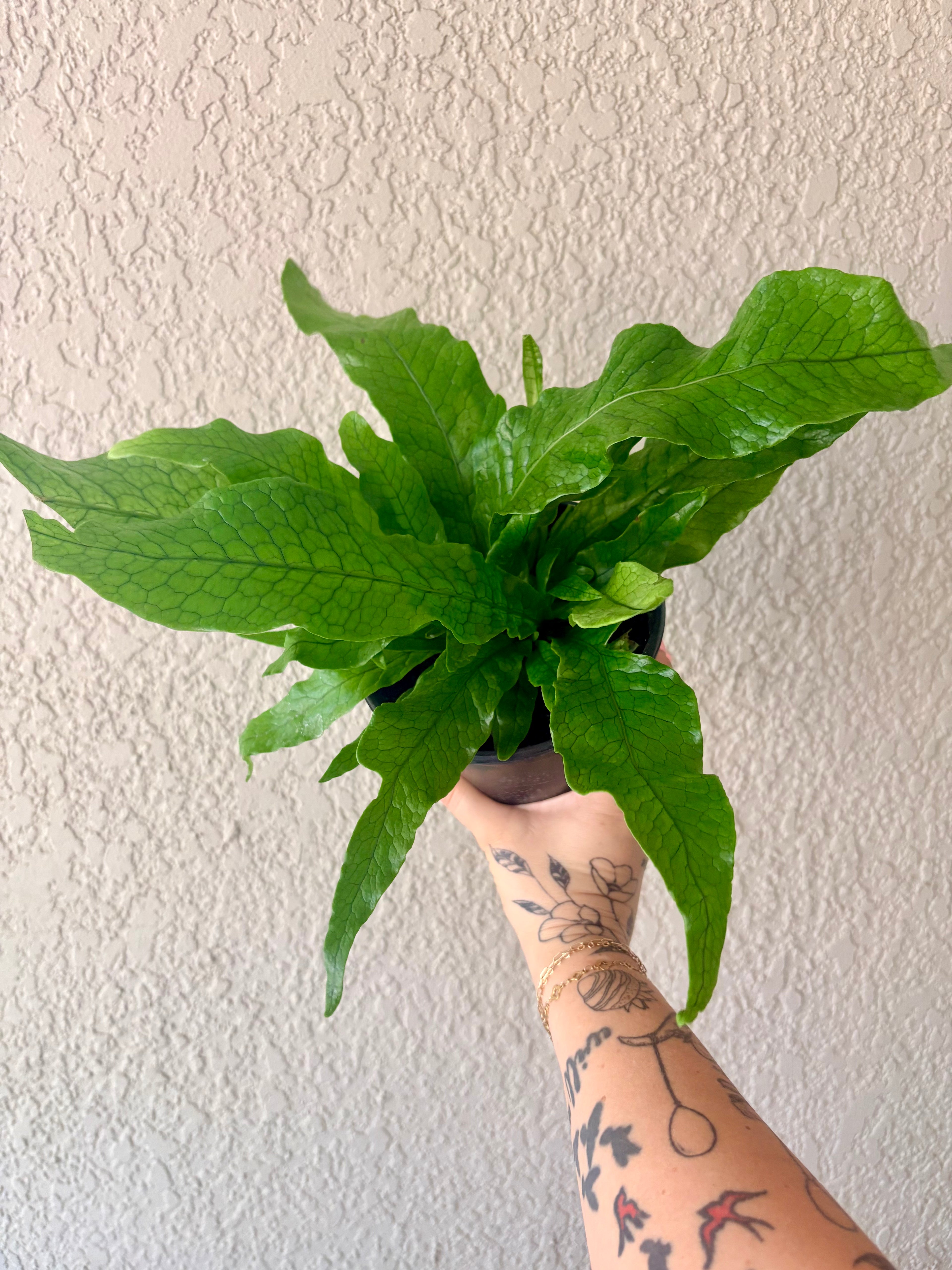 Crocodile Fern 6"