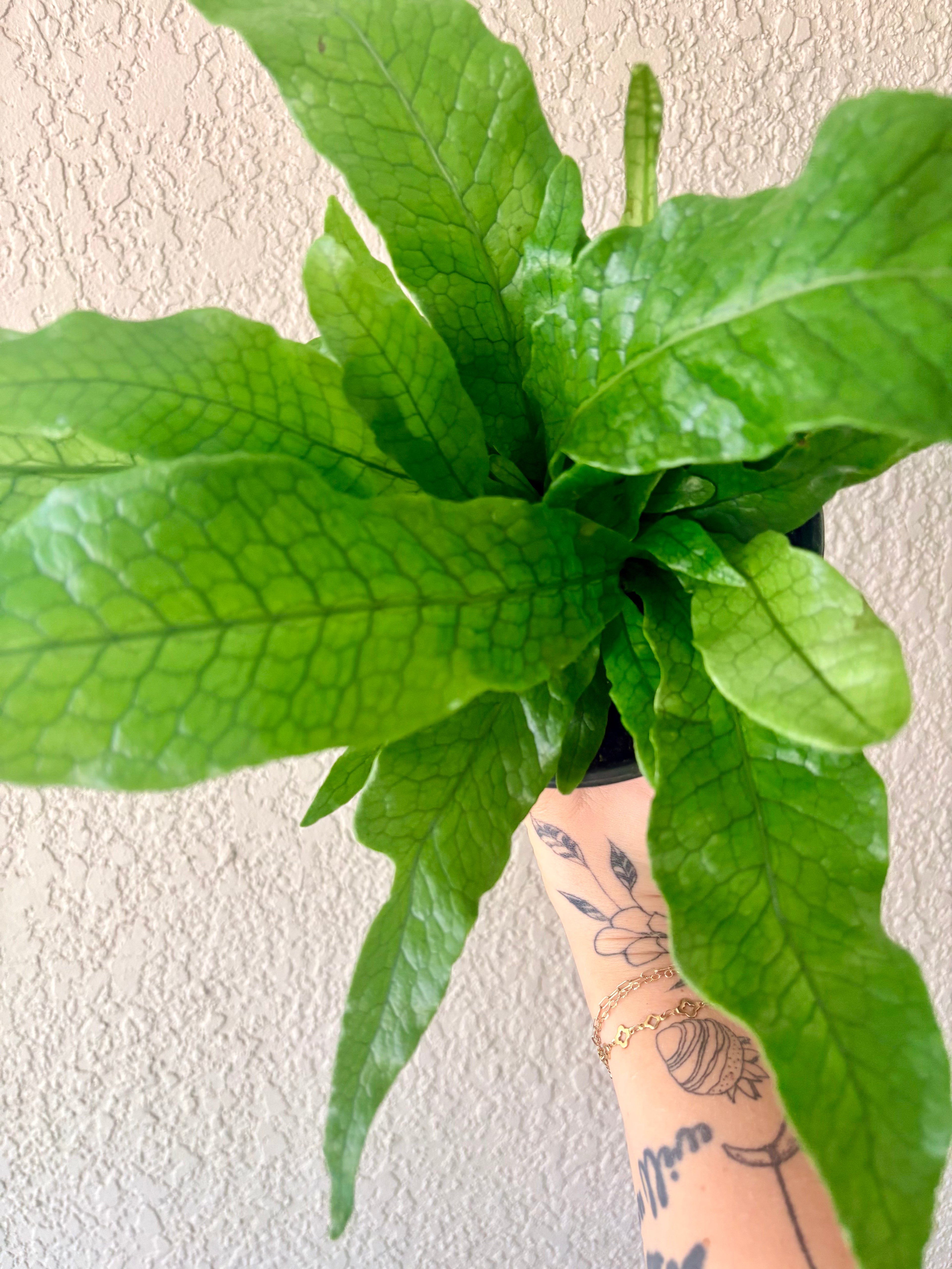 Crocodile Fern 6"