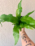 Crocodile Fern 6"