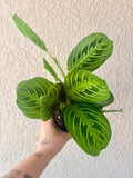 Maranta Lemon Lime 4"