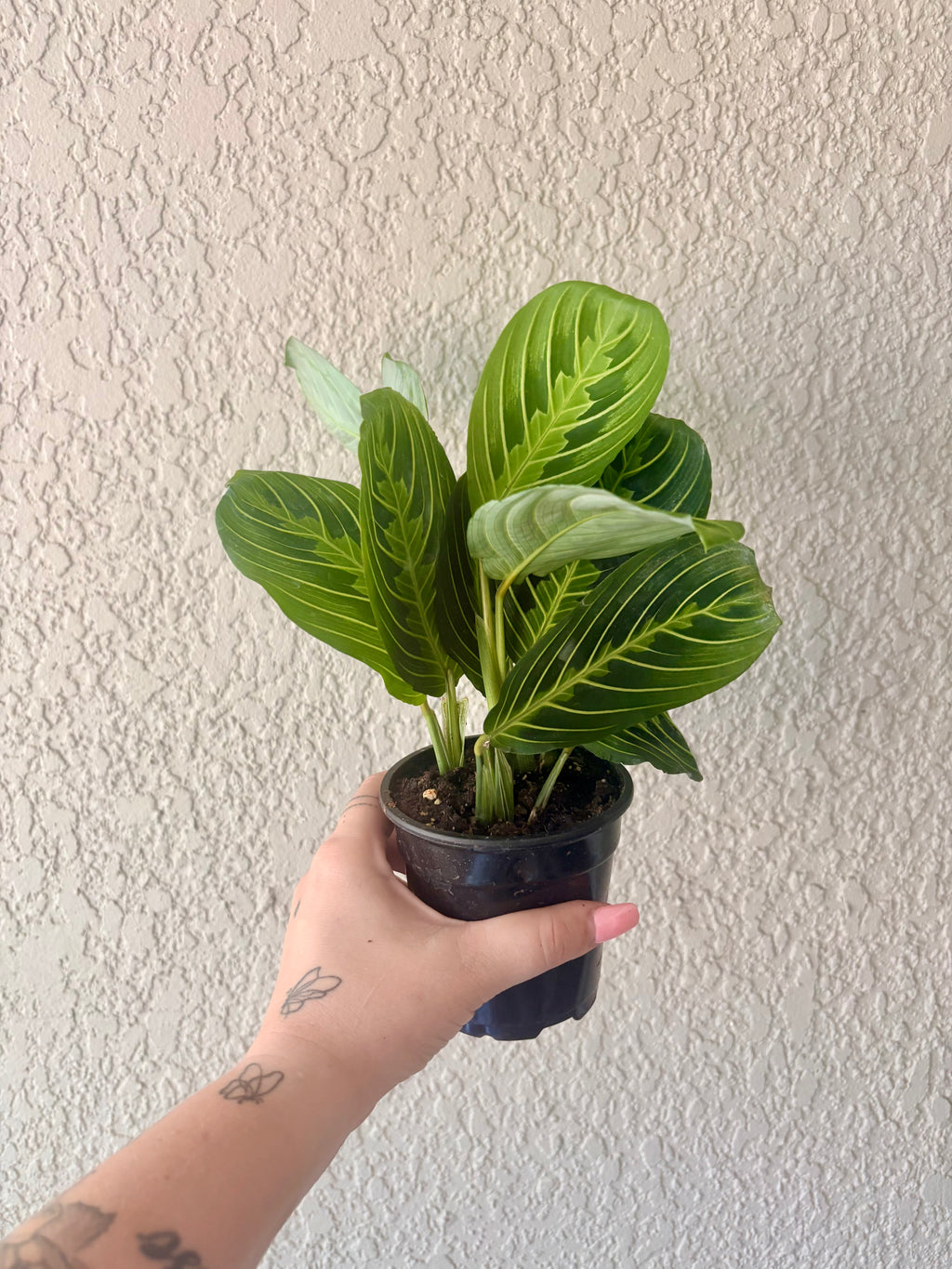 Maranta Lemon Lime 4"