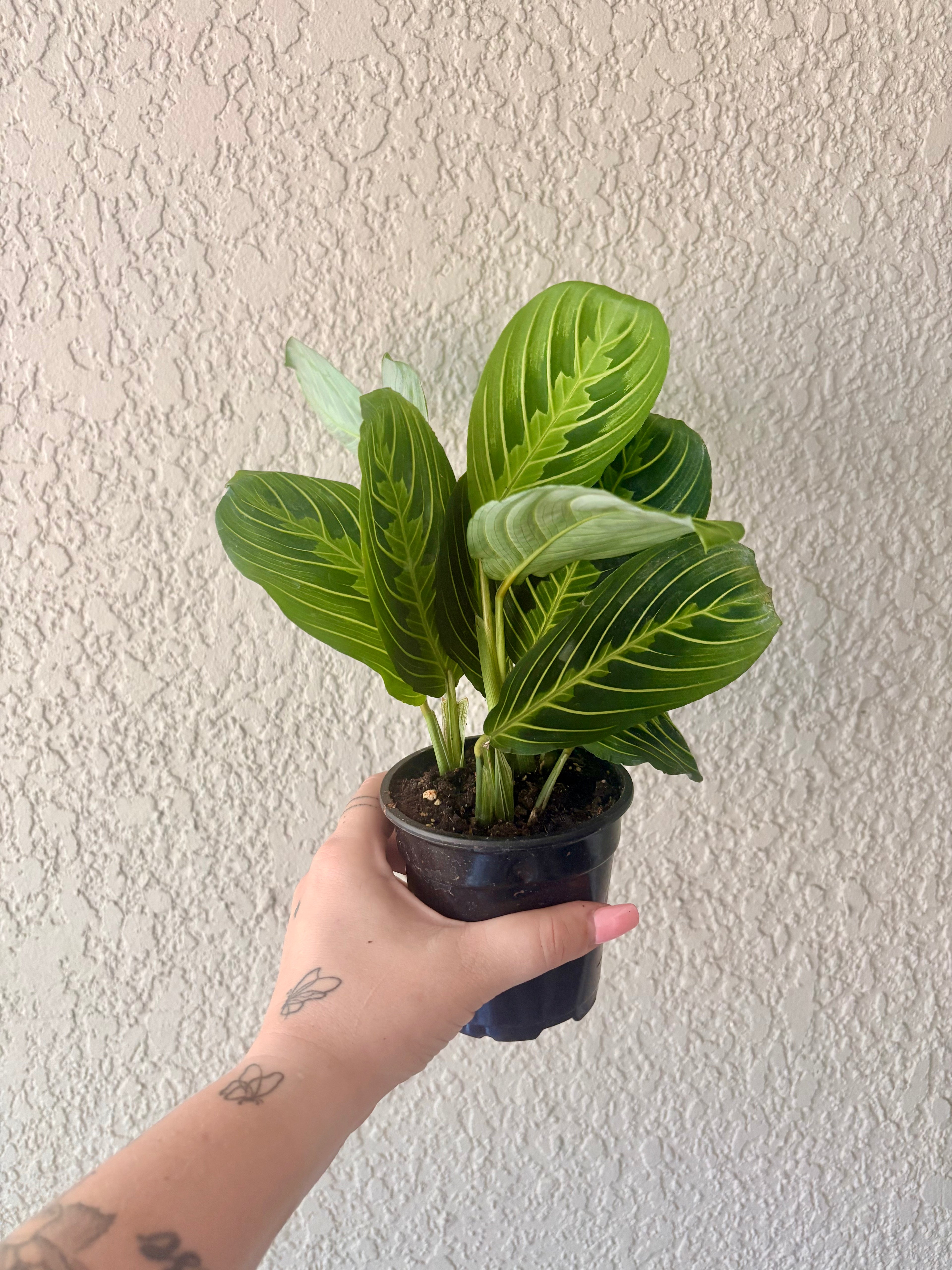 Maranta Lemon Lime 4"