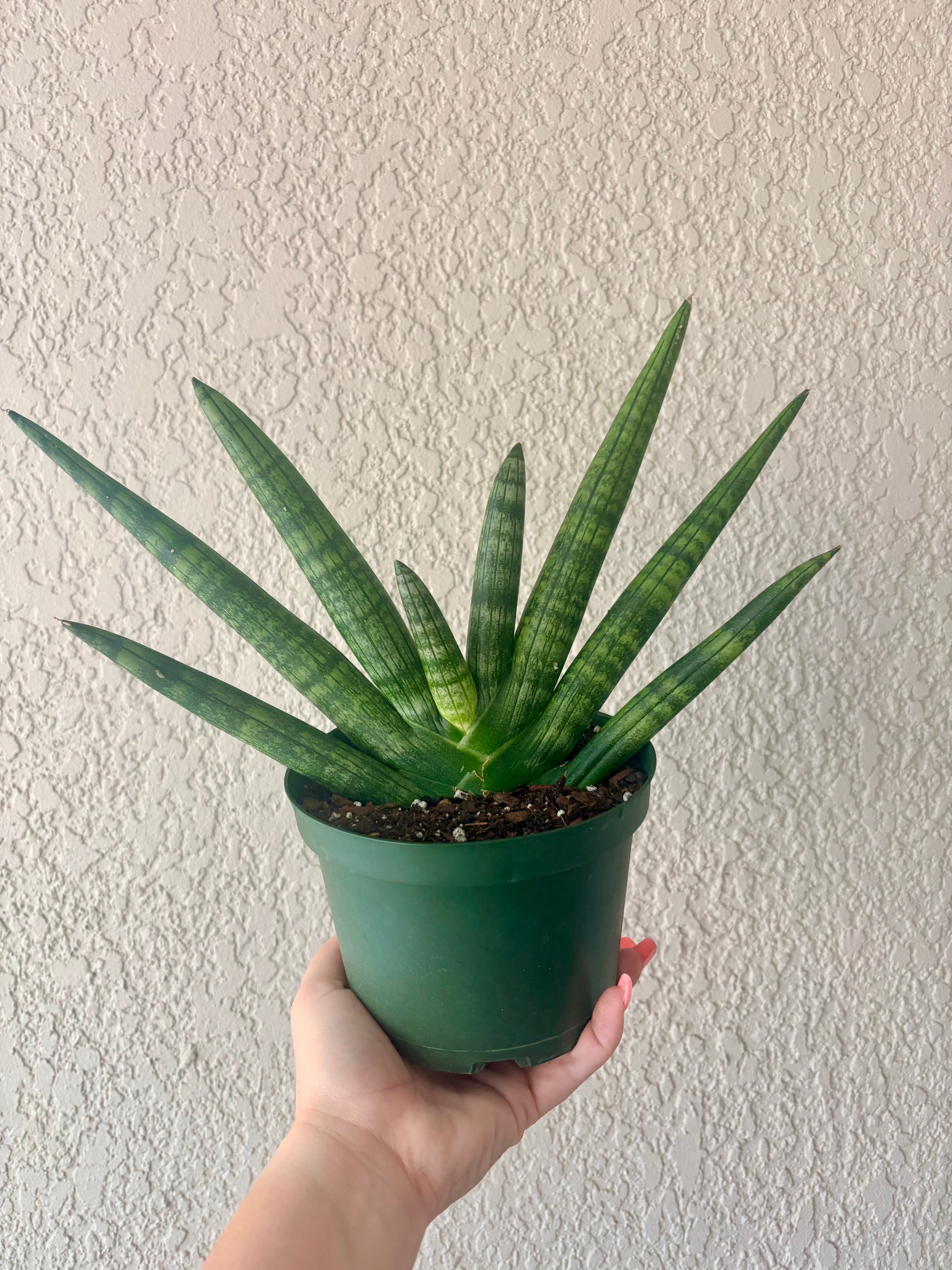 Snake Plant "Starfish"