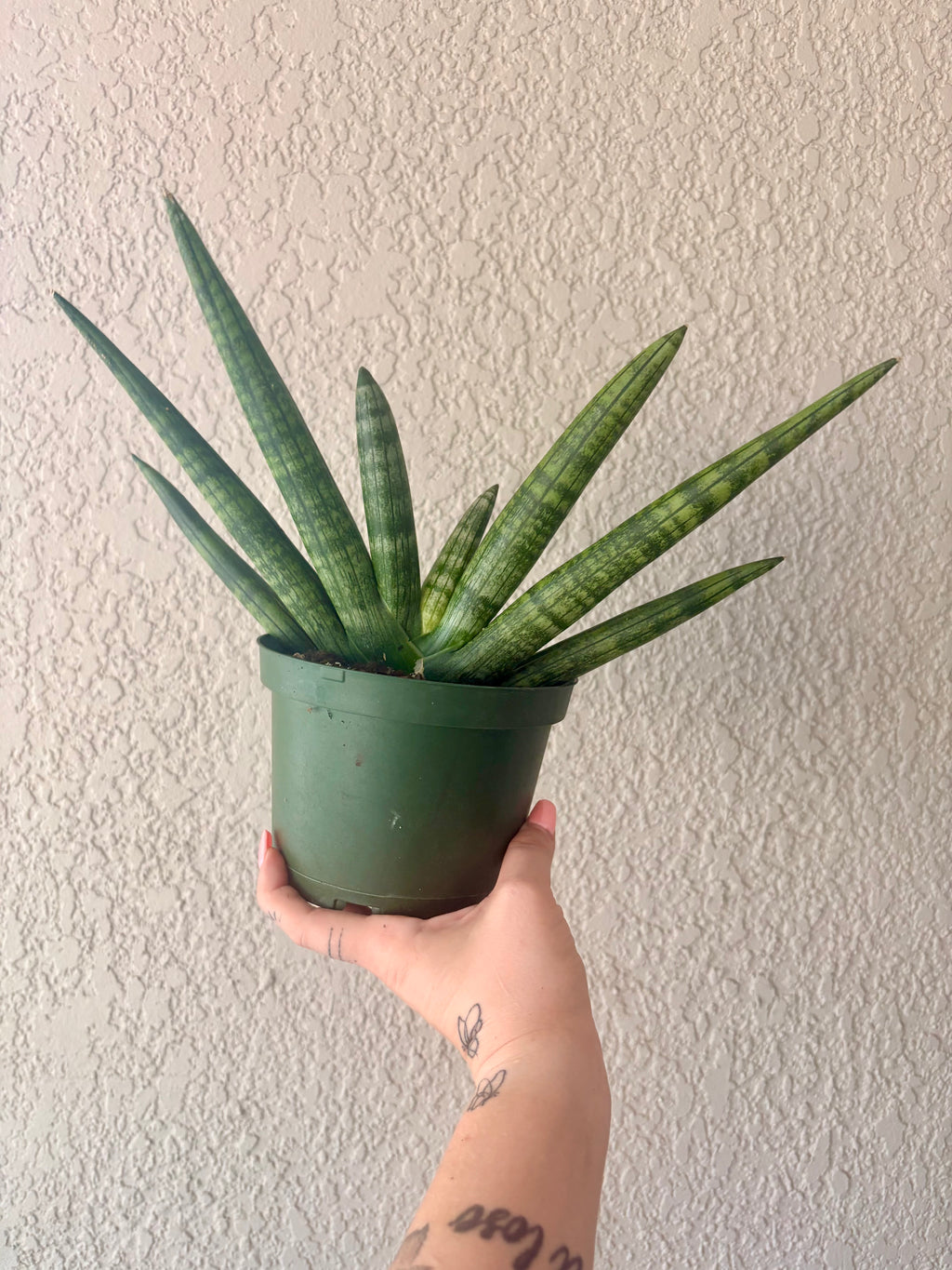 Snake Plant "Starfish"