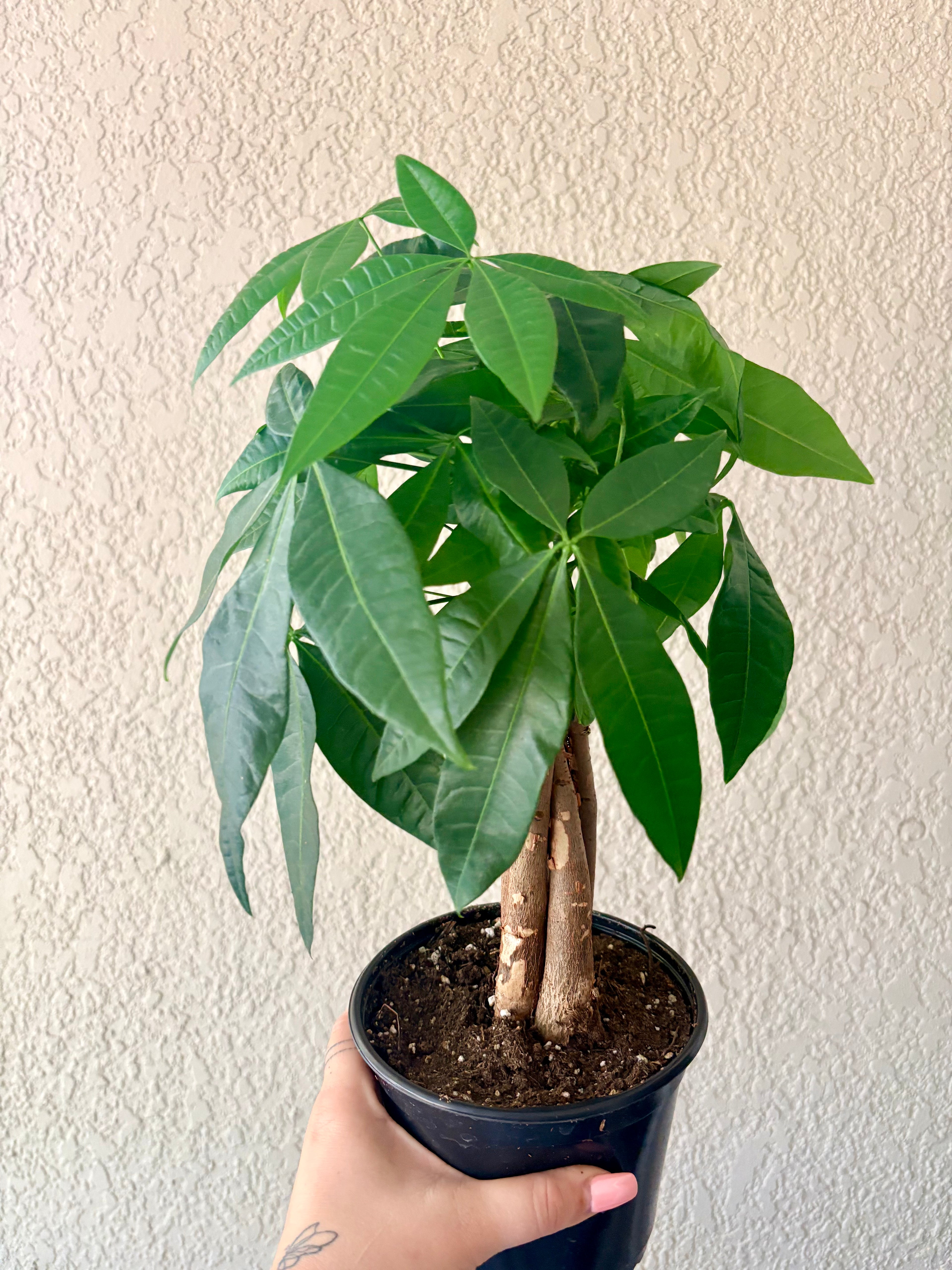 Money Tree 6"