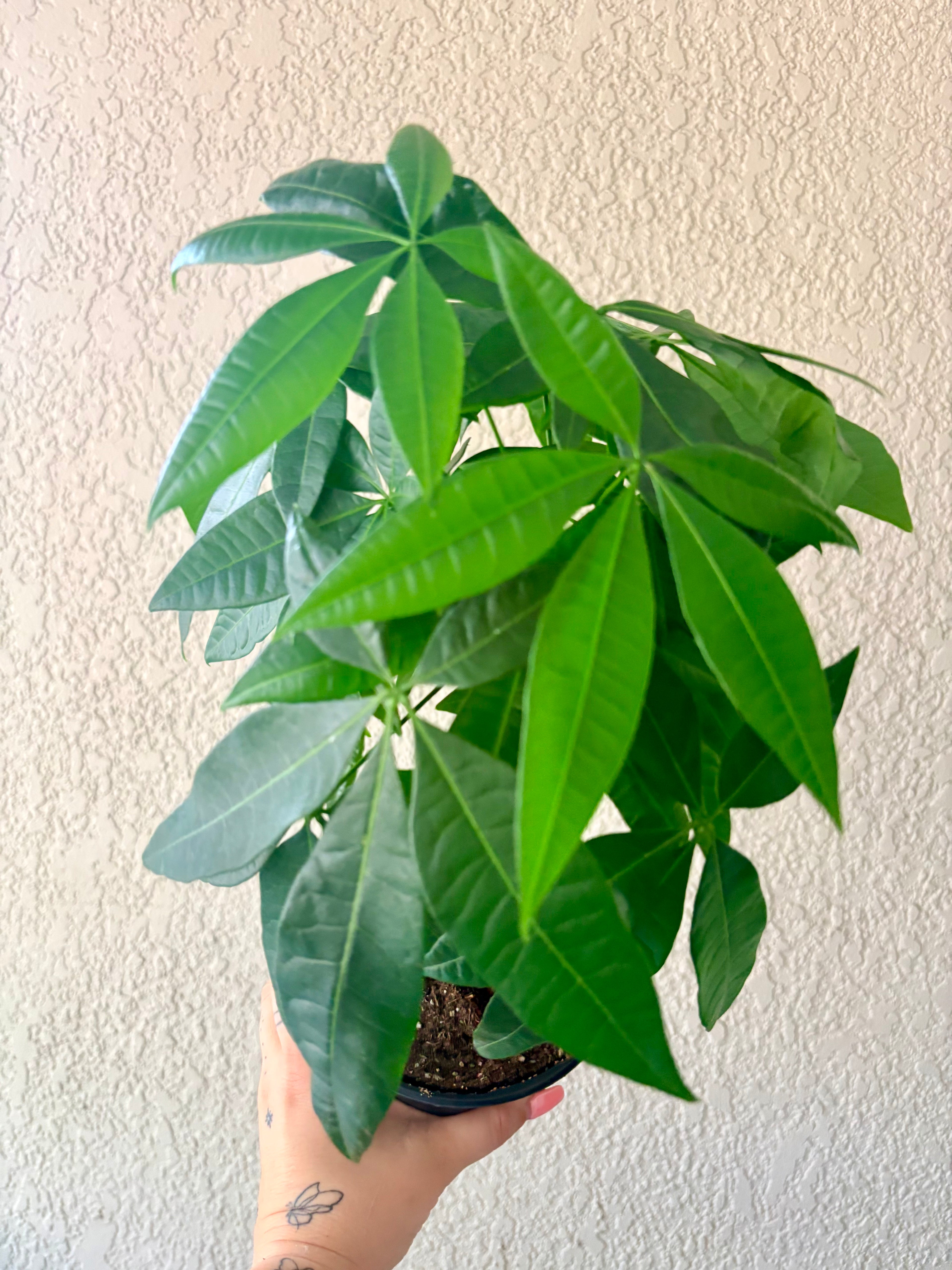 Money Tree 6"