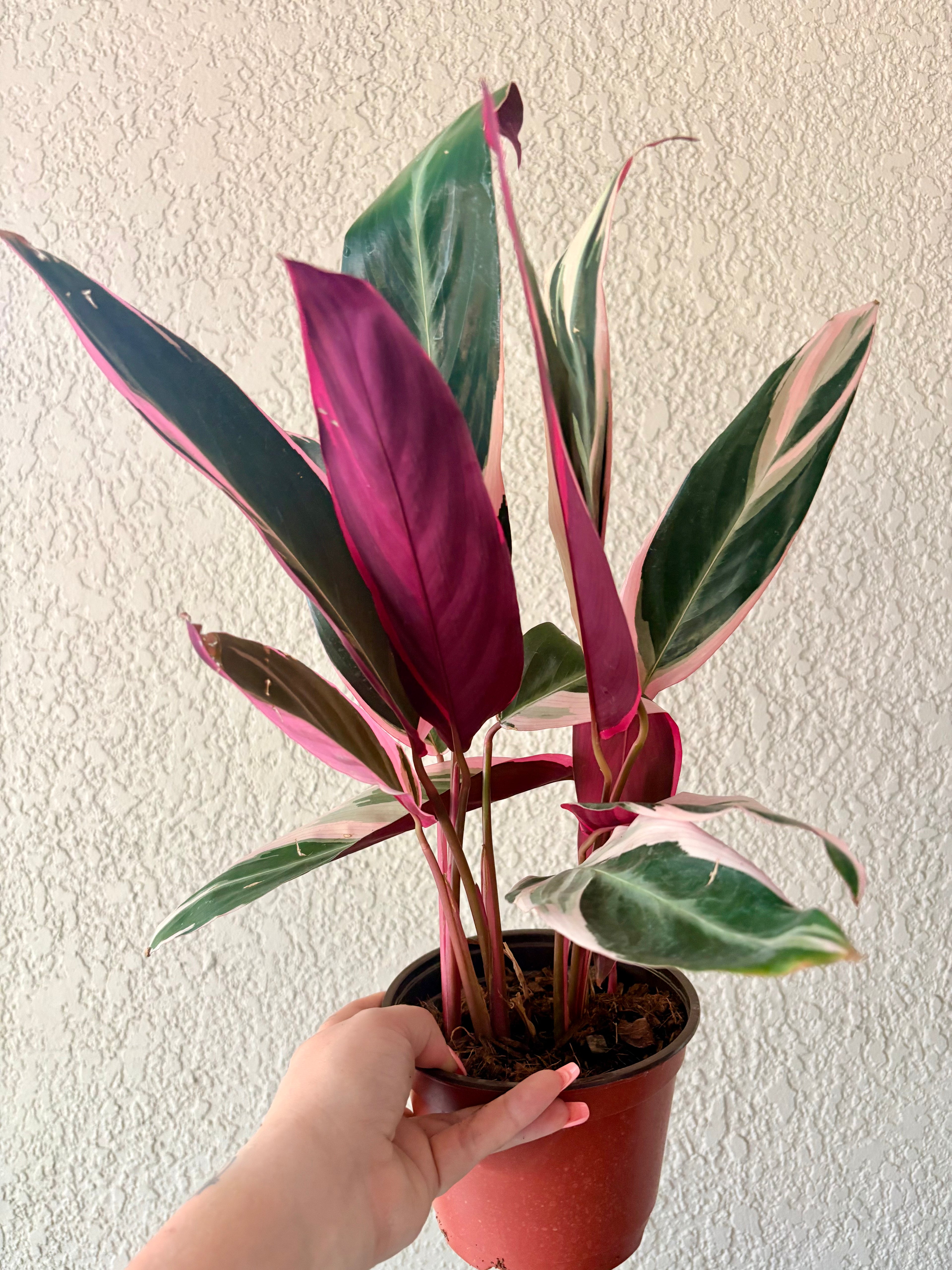 Stromanthe Triostar