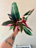 Stromanthe Triostar