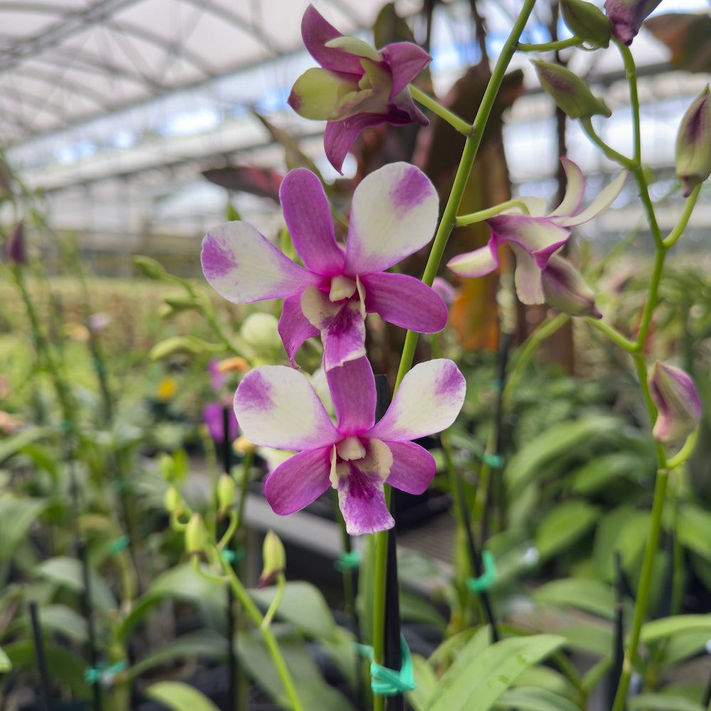 Mystery Blooming Orchid