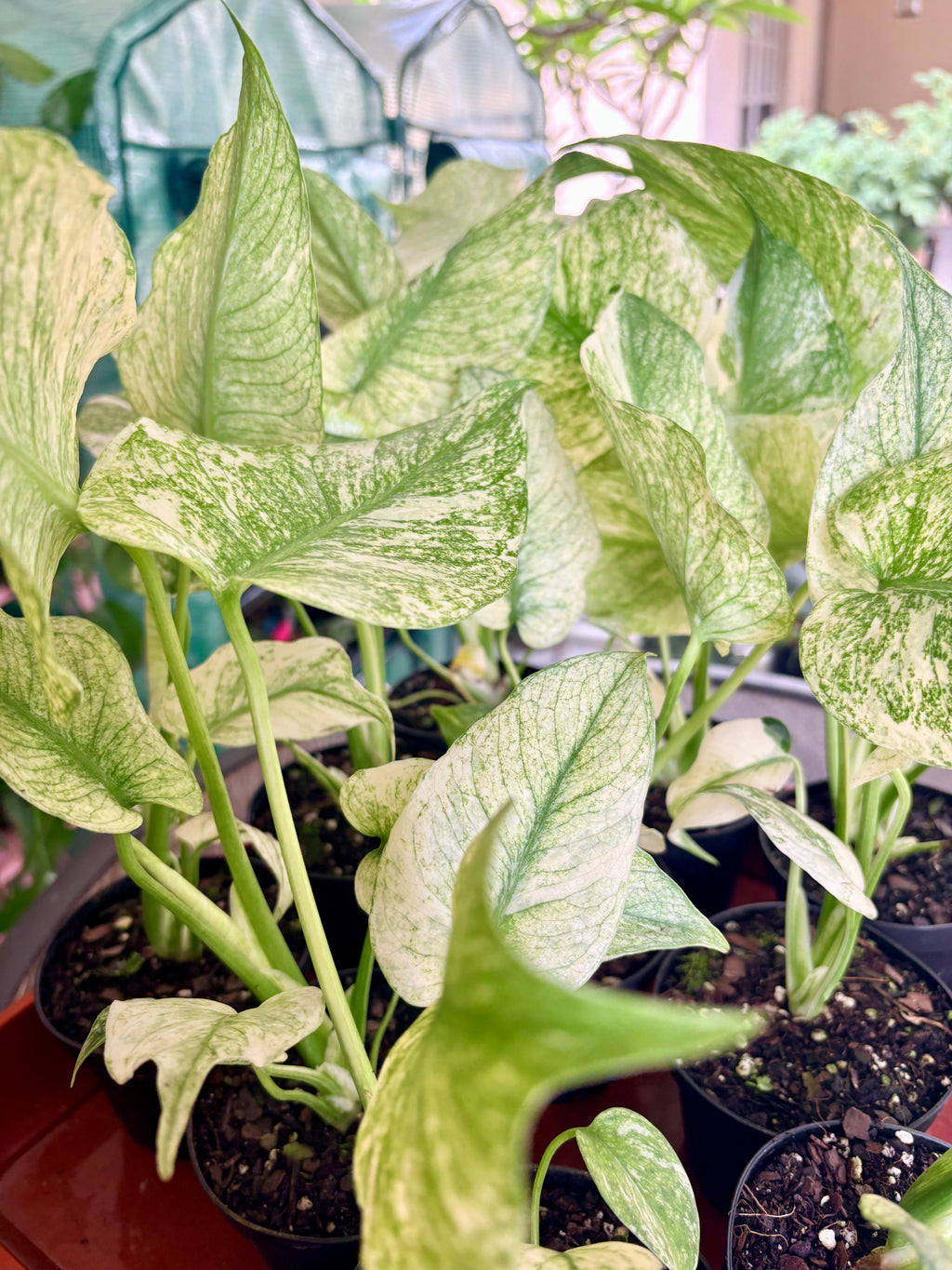 Monstera Mint 4"