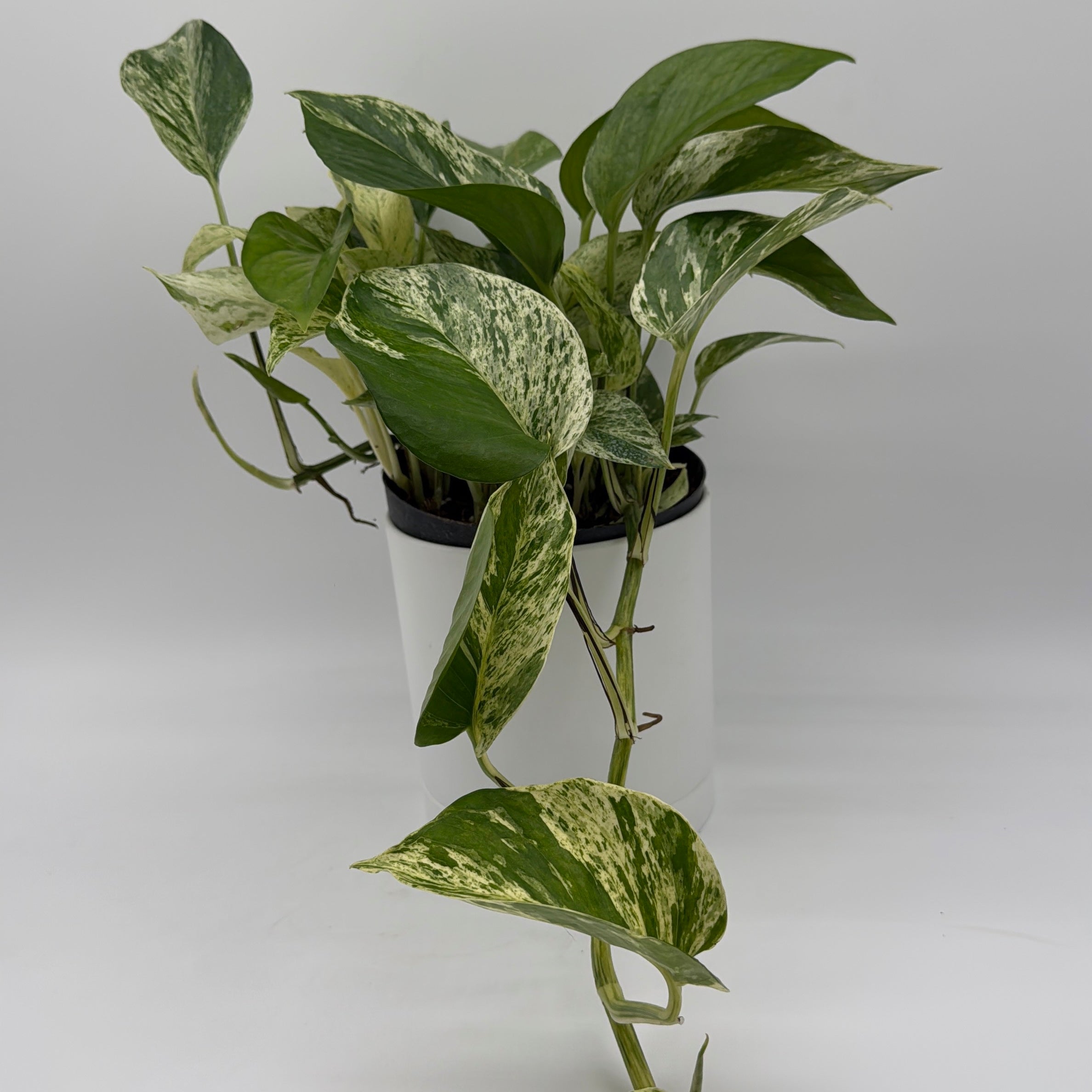 Pothos Marble Queen