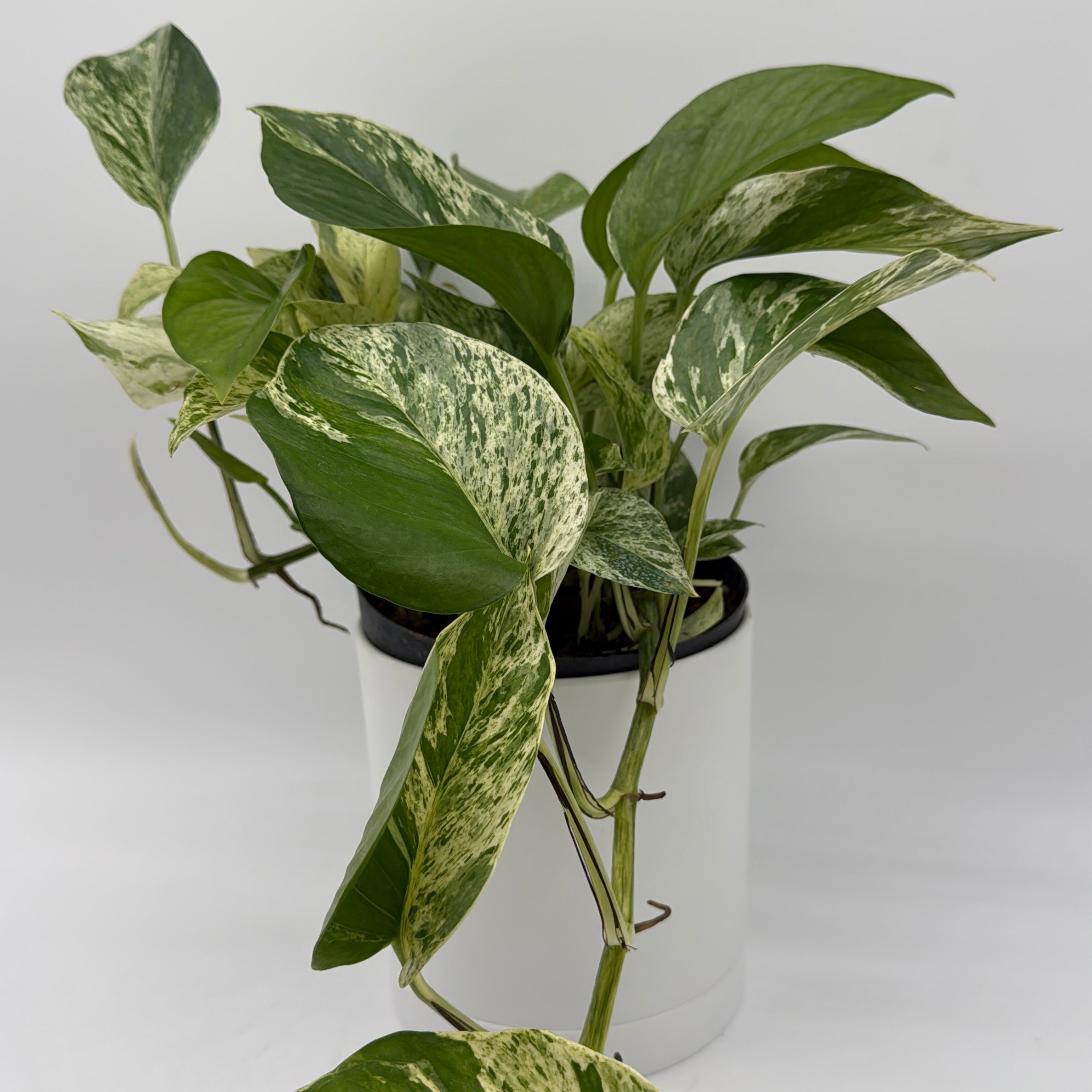 Pothos Marble Queen