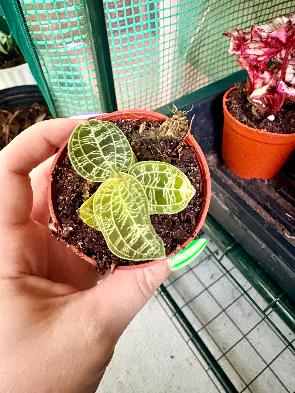Jewel Orchid 3"