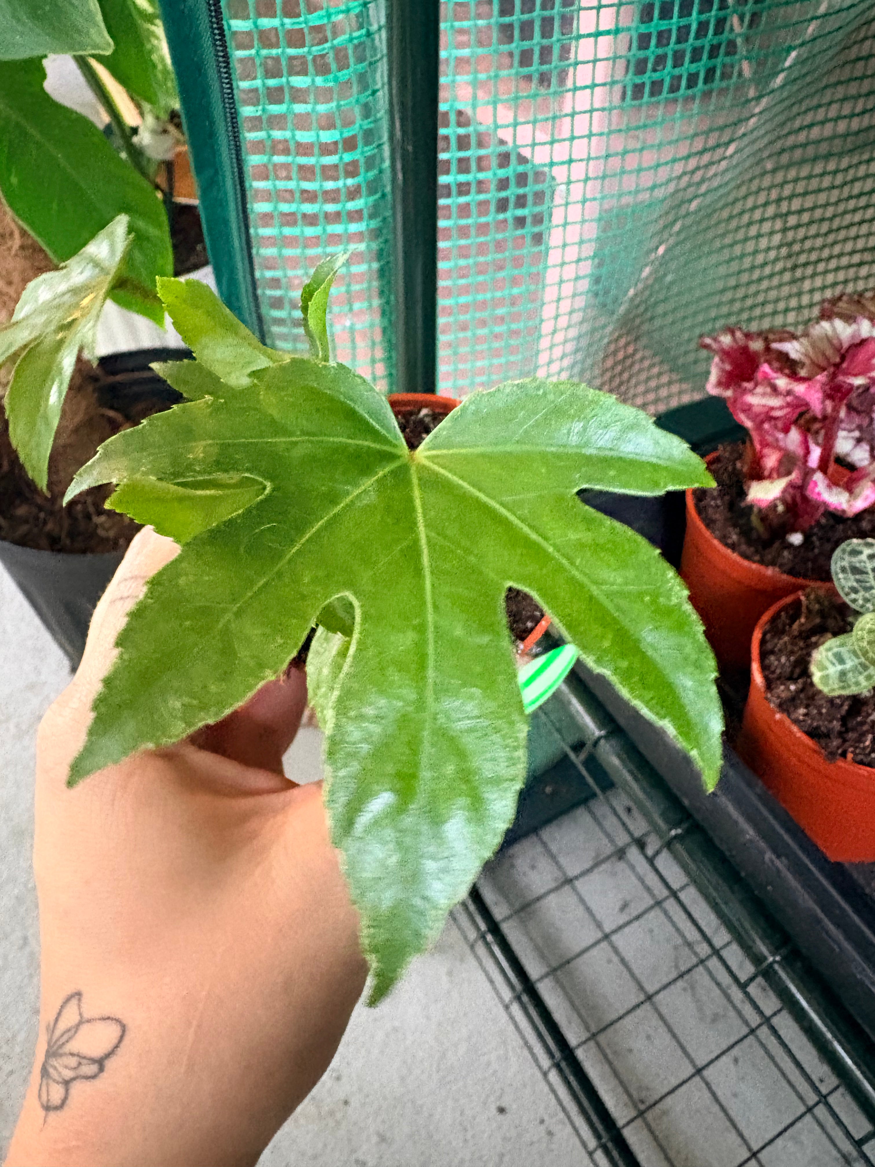 Fatsia Japonica