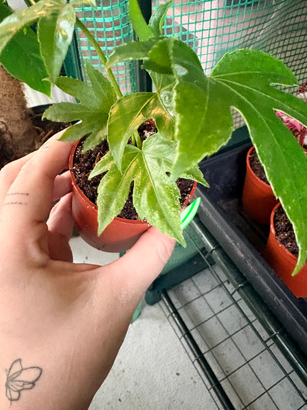 Fatsia Japonica