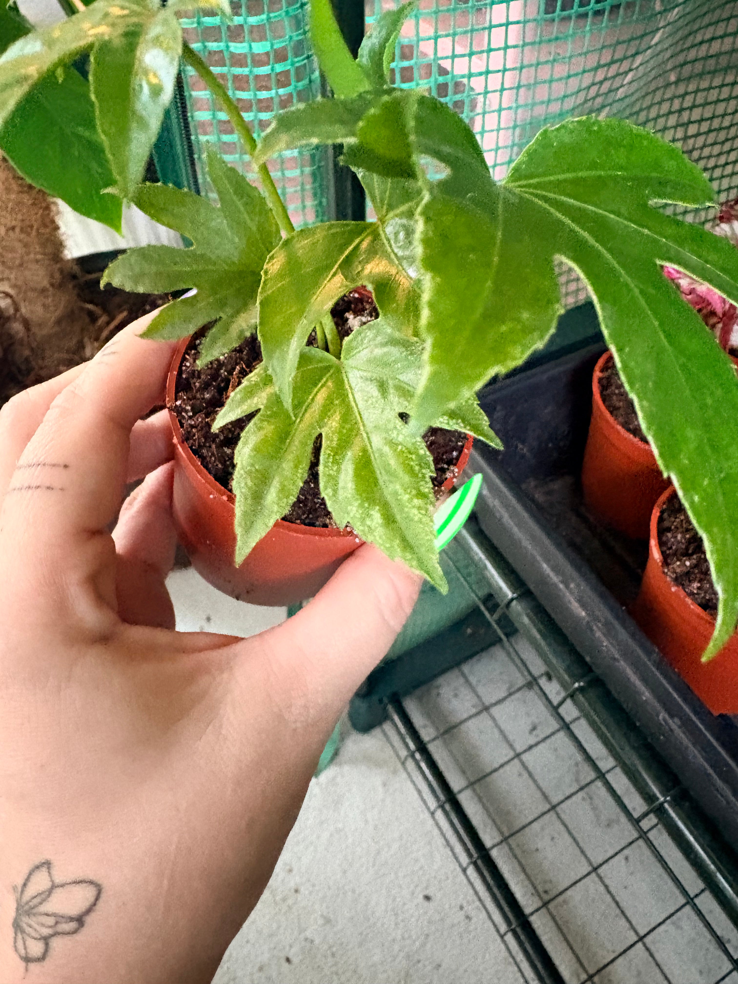 Fatsia Japonica
