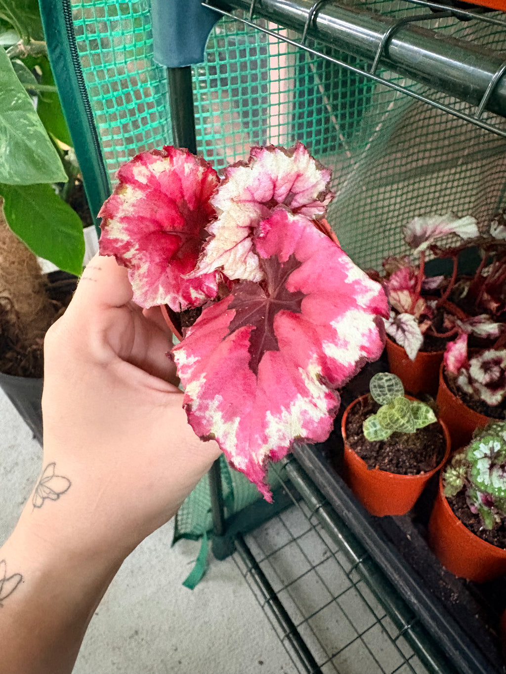 Begonia Rex