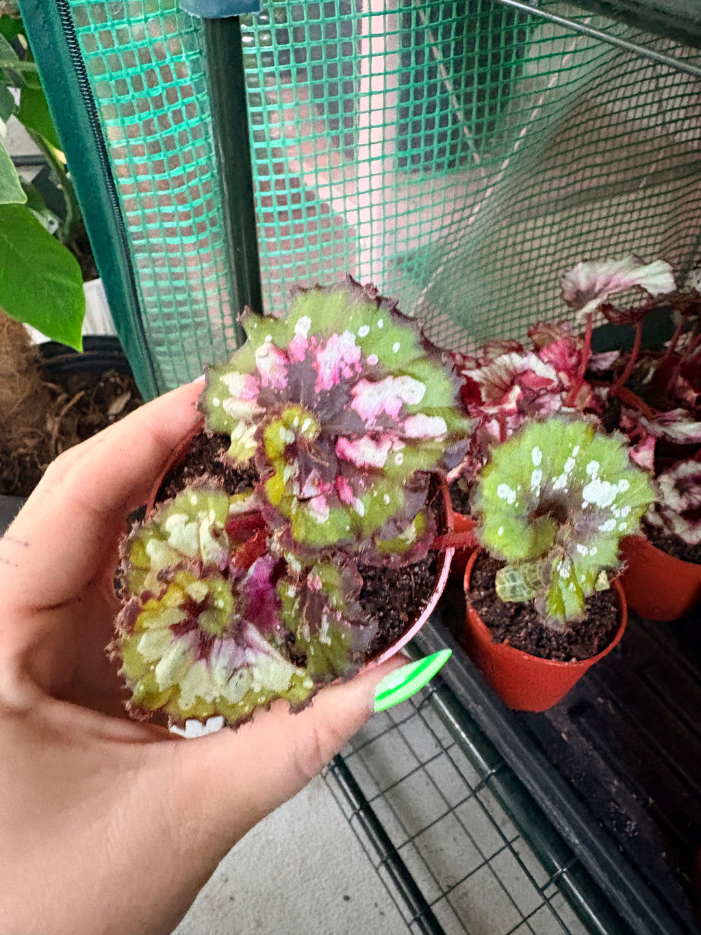 Begonia Rex