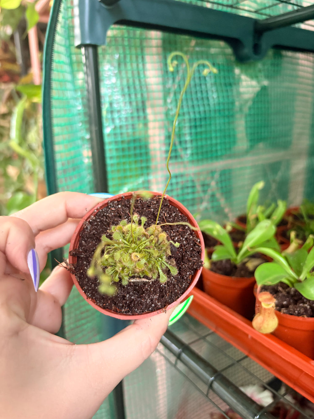 Sundew - Drosera