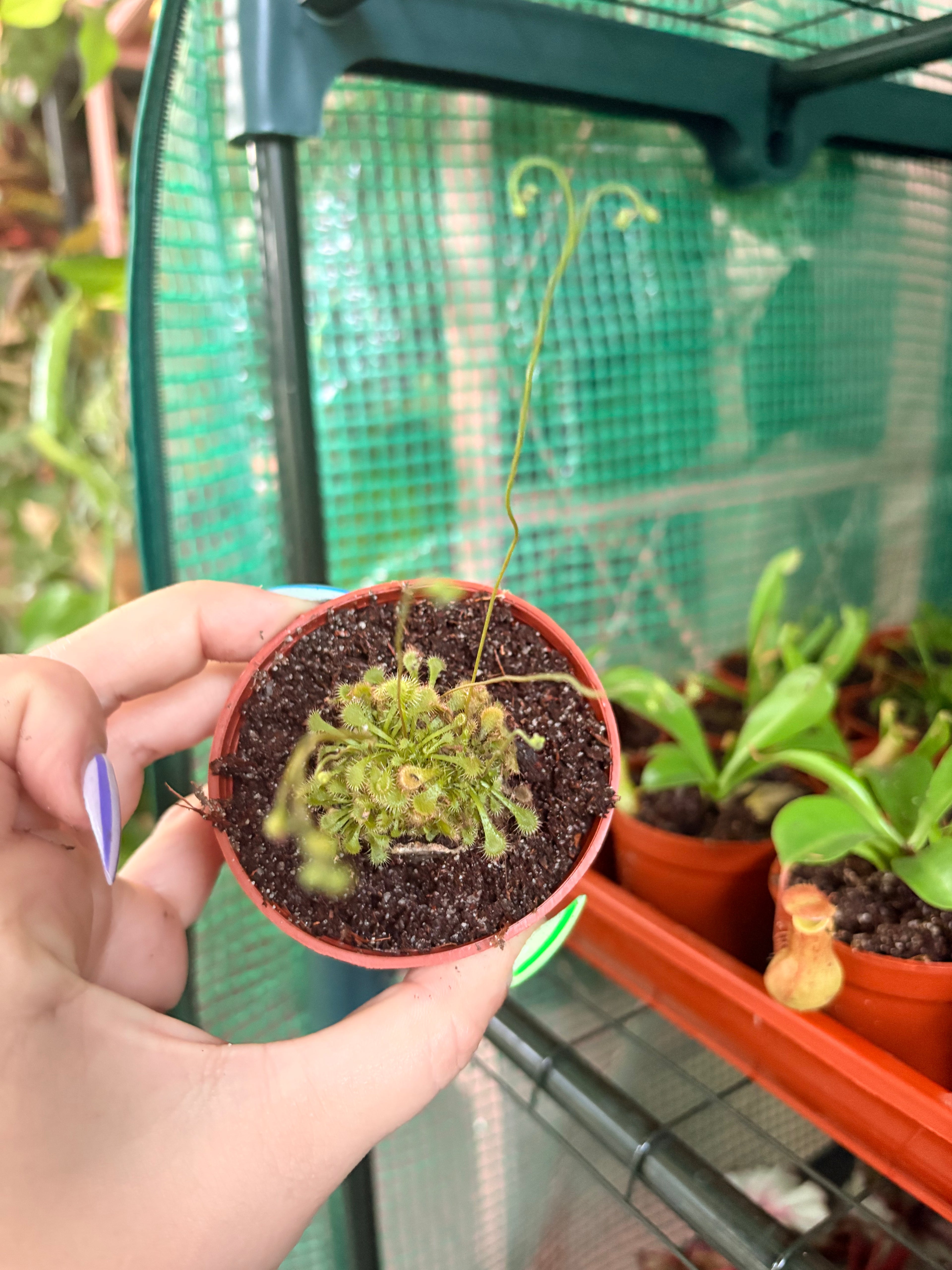 Sundew - Drosera