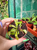 Venus Fly Trap 3"