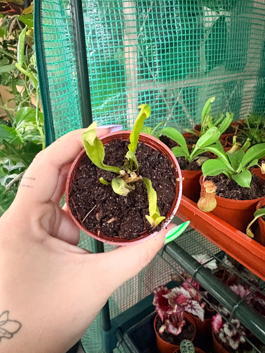Pitcher Plant - Sarracenia
