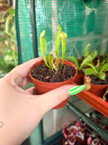 Pitcher Plant - Sarracenia