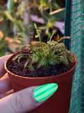 Sundew - Drosera