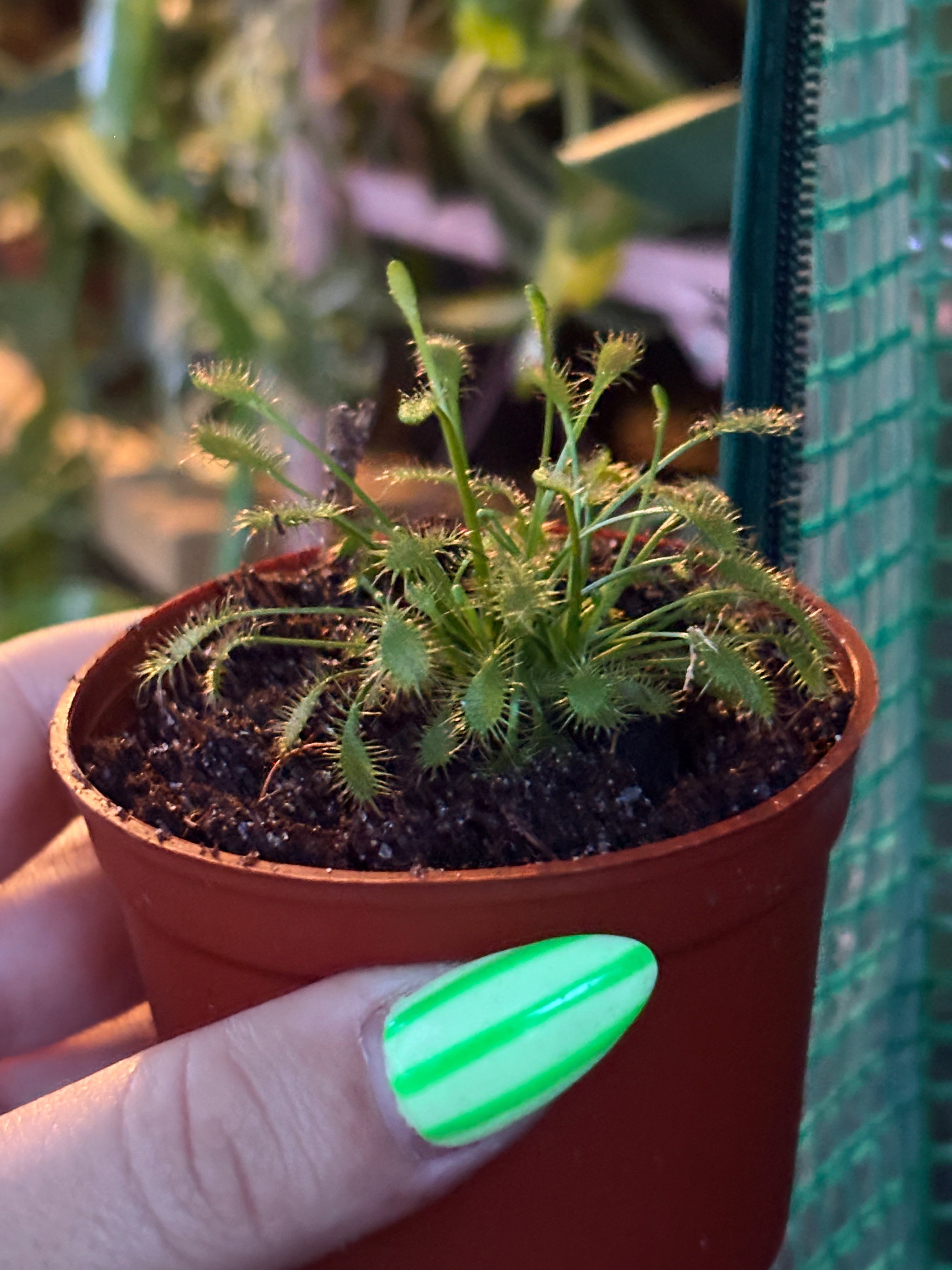 Sundew - Drosera