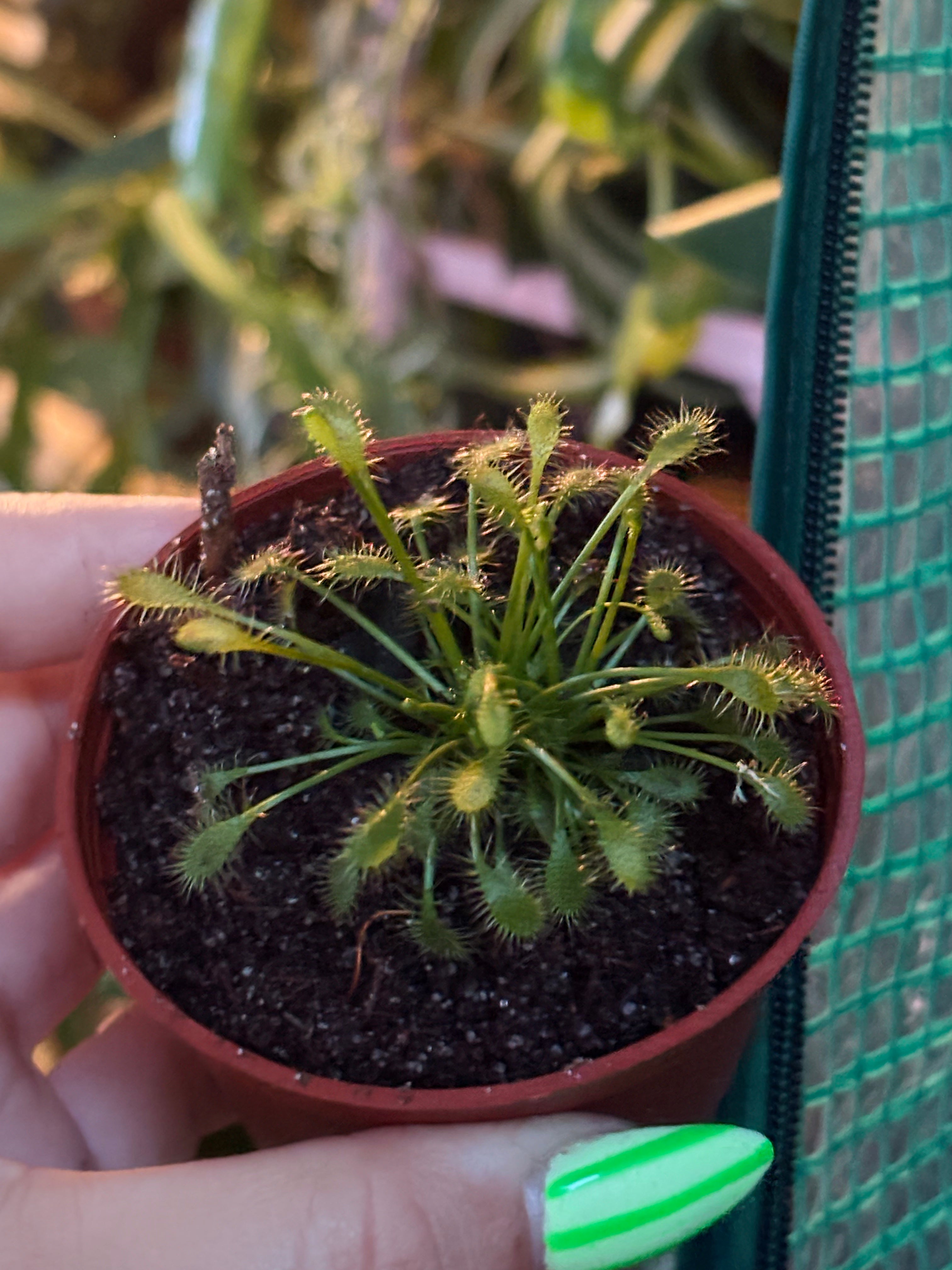 Sundew - Drosera