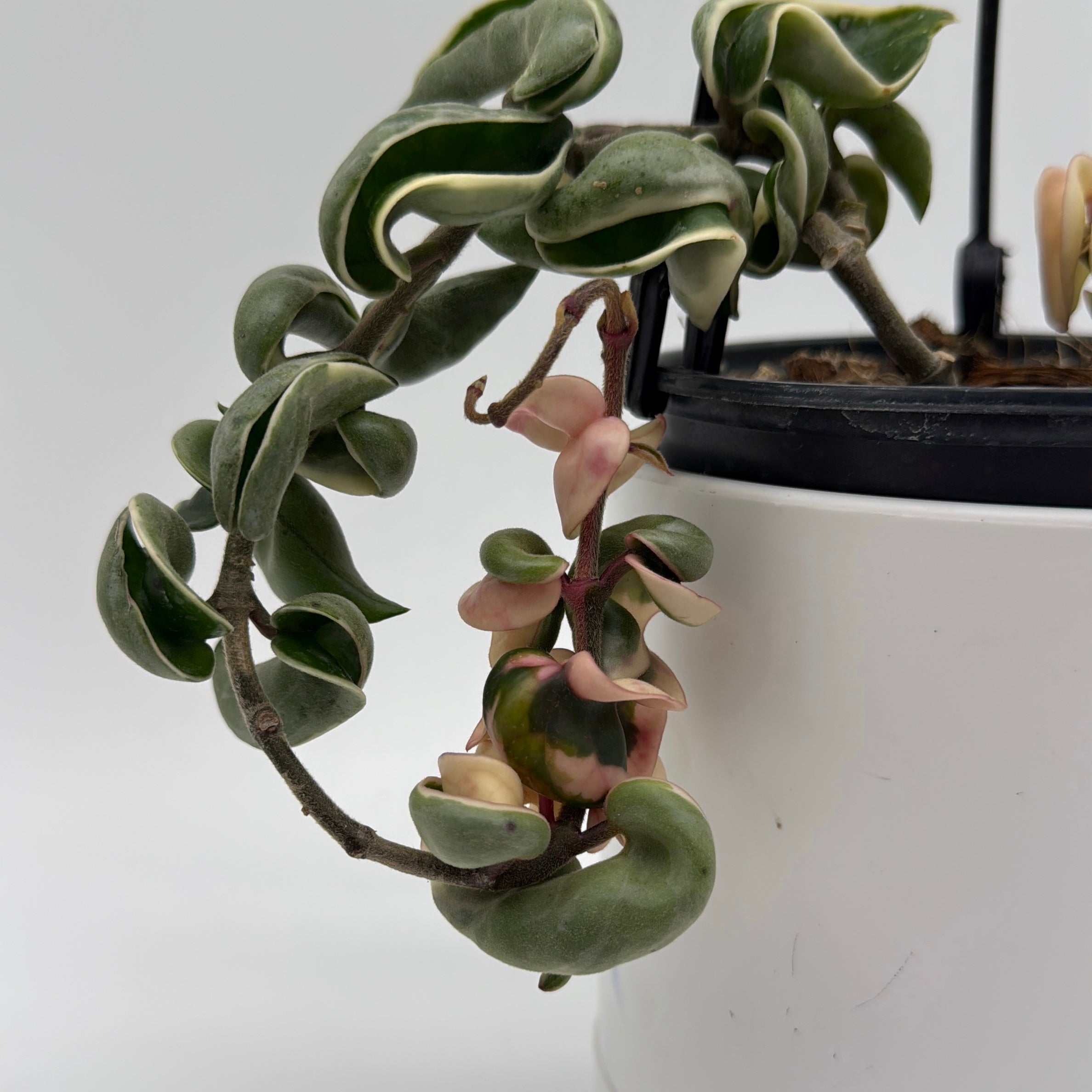 Hoya Compacta Variegated