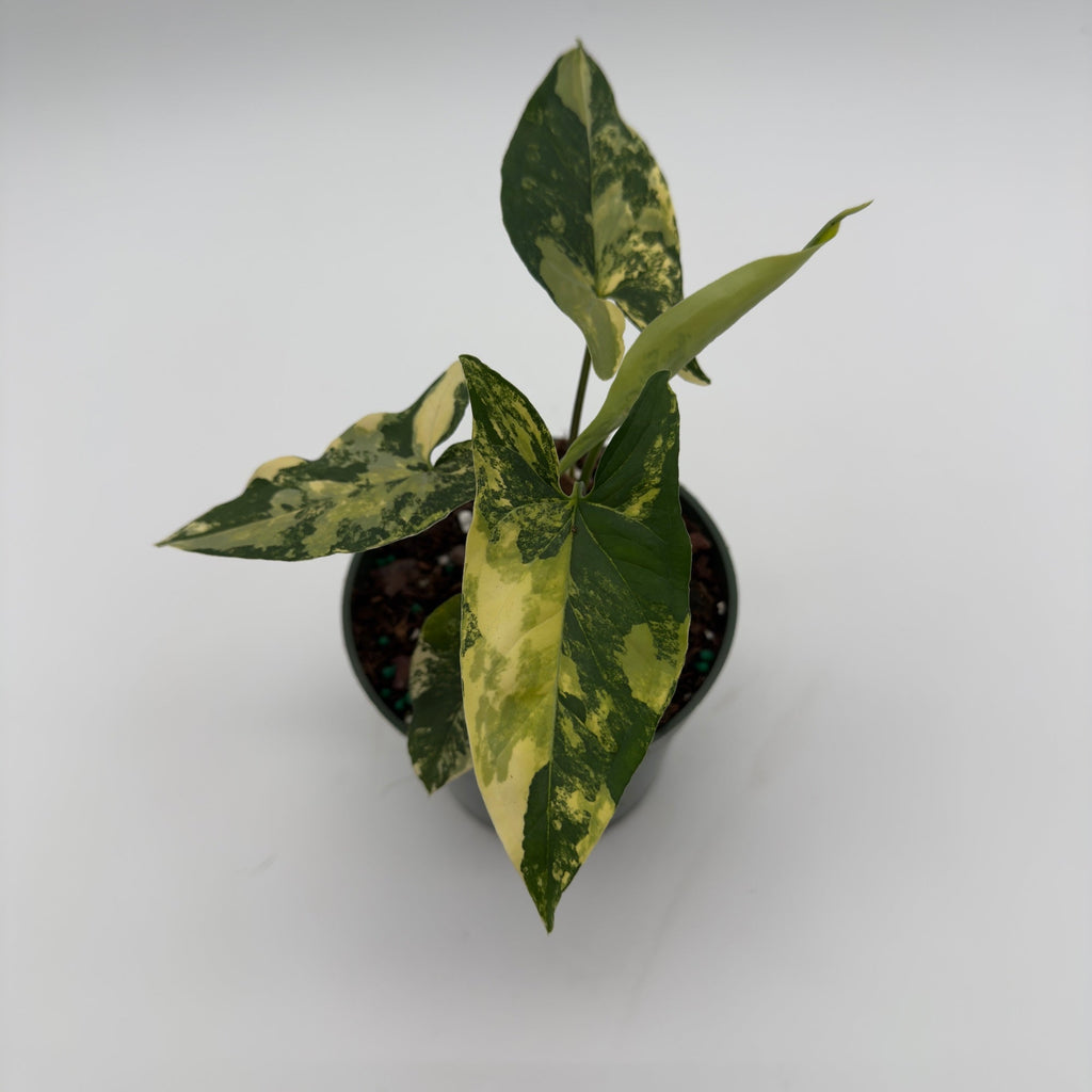 Syngonium Podophyllum Aurea Variegated