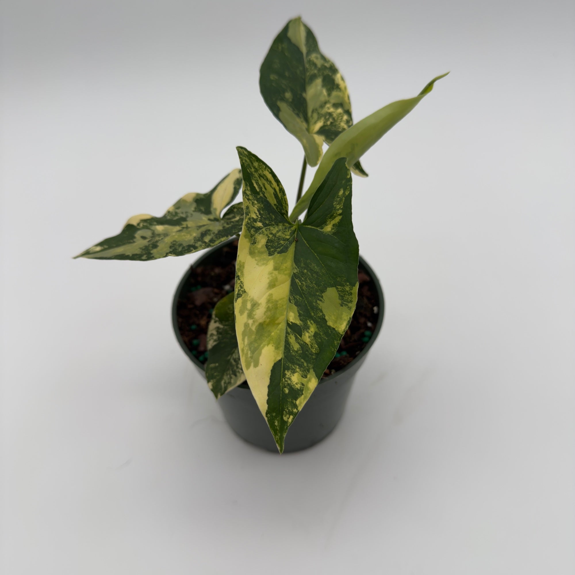 Syngonium Podophyllum Aurea Variegated