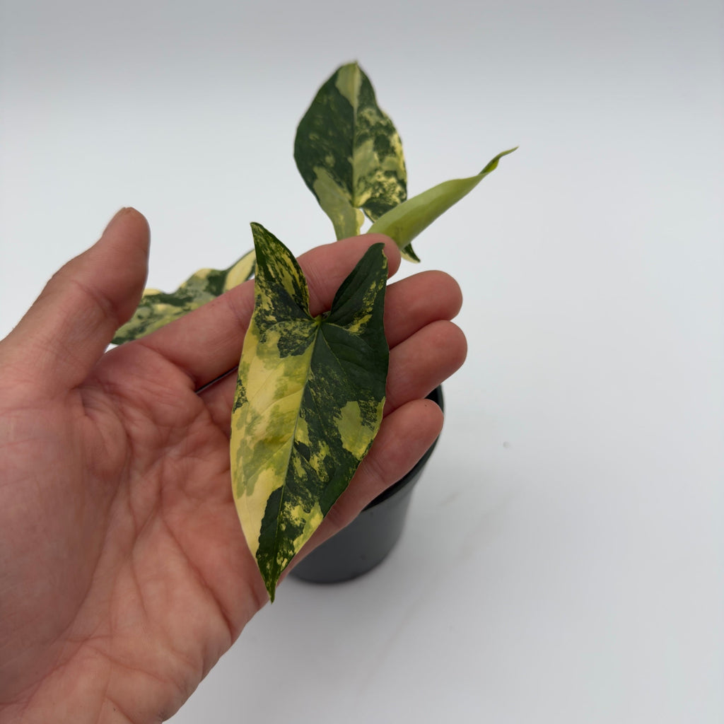 Syngonium Podophyllum Aurea Variegated