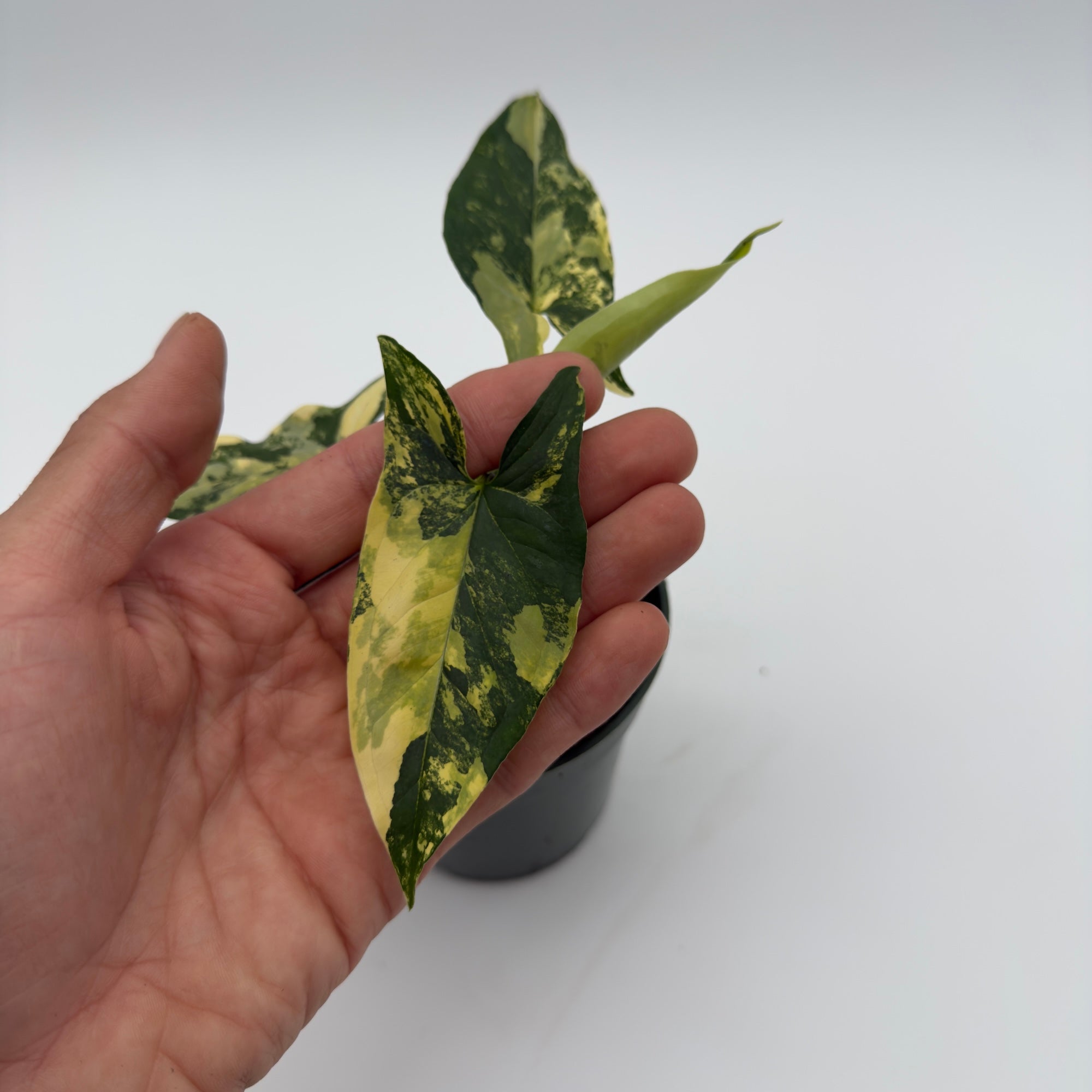 Syngonium Podophyllum Aurea Variegated