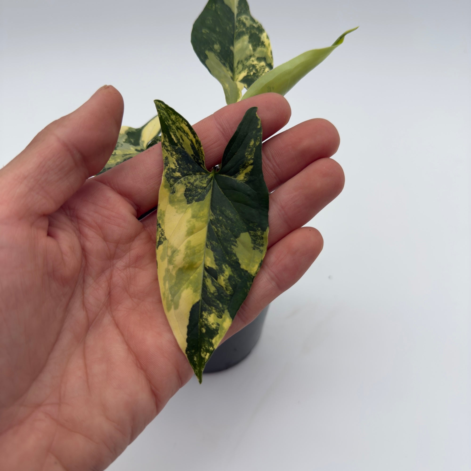 Syngonium Podophyllum Aurea Variegated