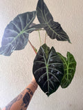Alocasia 'Pink Dragon'