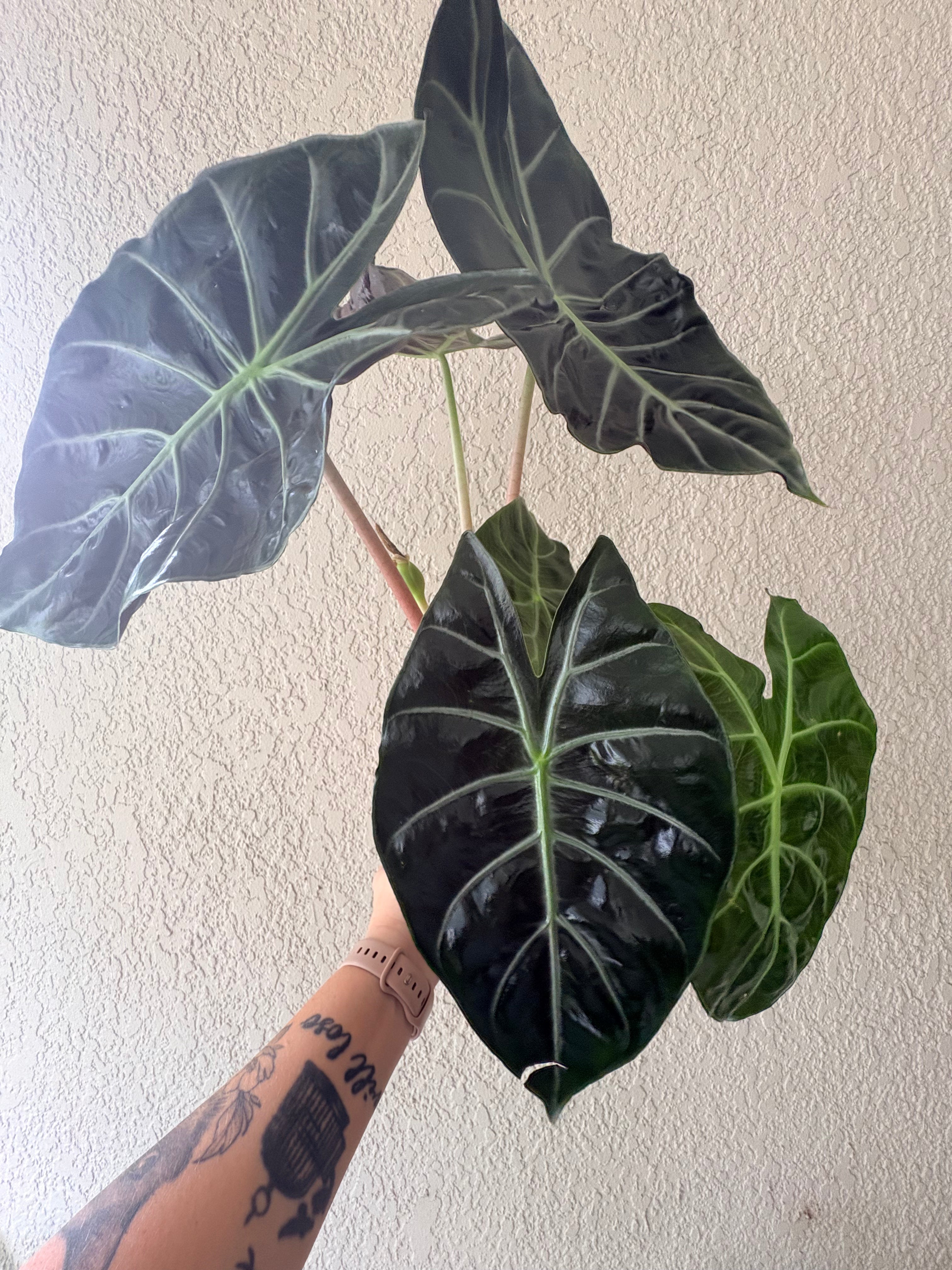 Alocasia 'Pink Dragon'