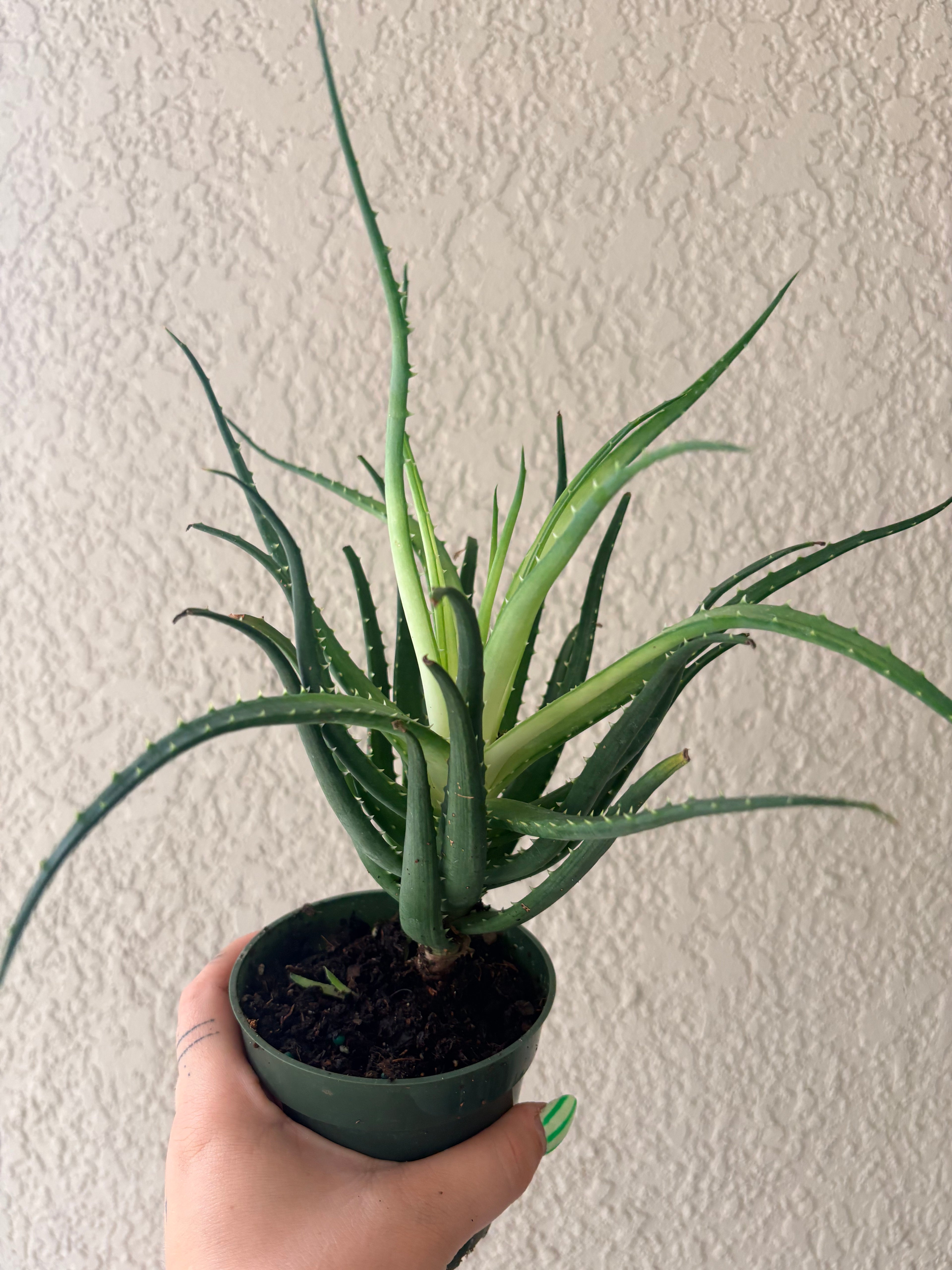 Aloe 'Solar Flare' 4"