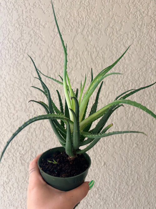 Aloe 'Solar Flare' 4"